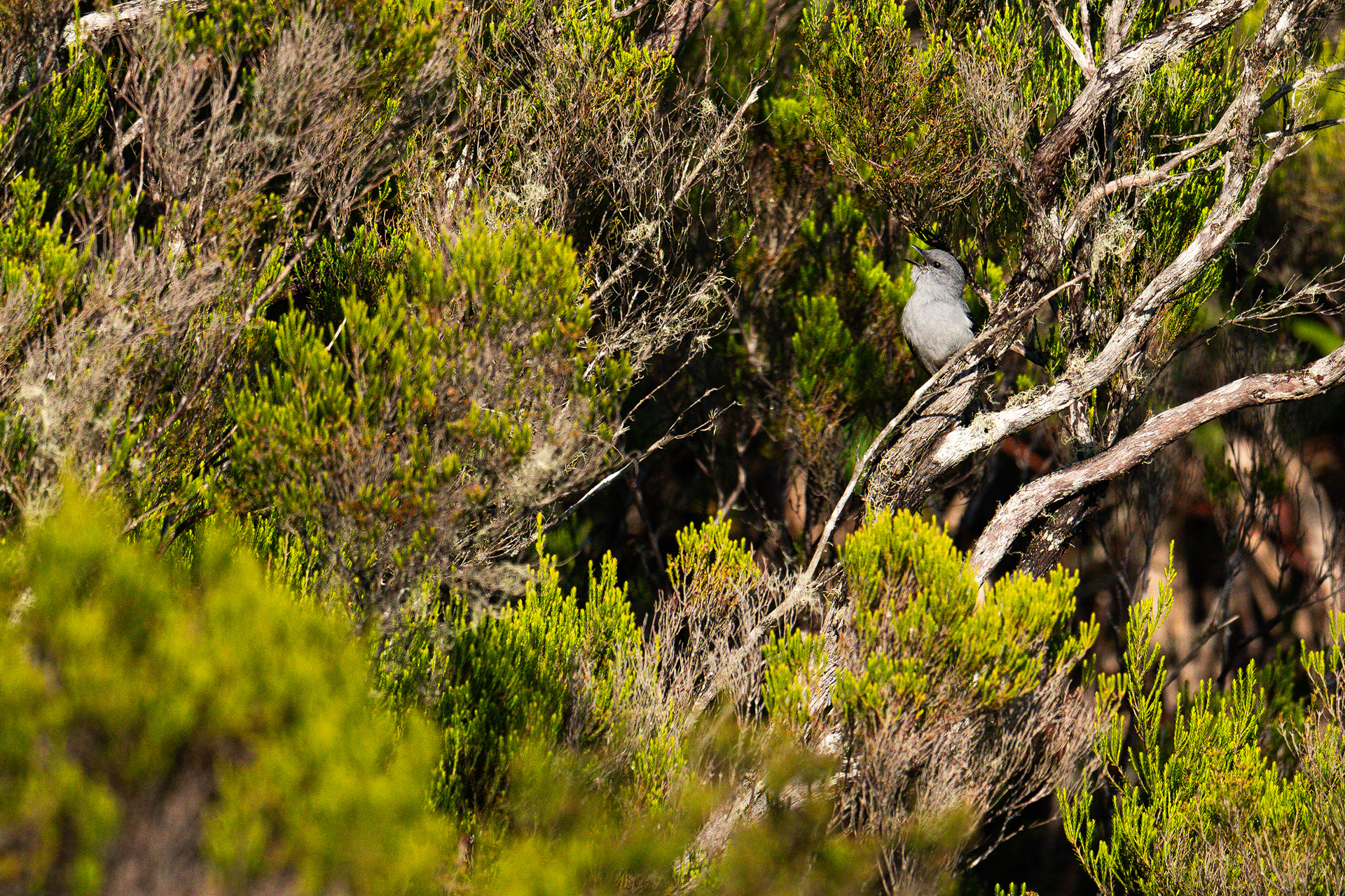 Tuit-tuit/Reunionrupsvogel
