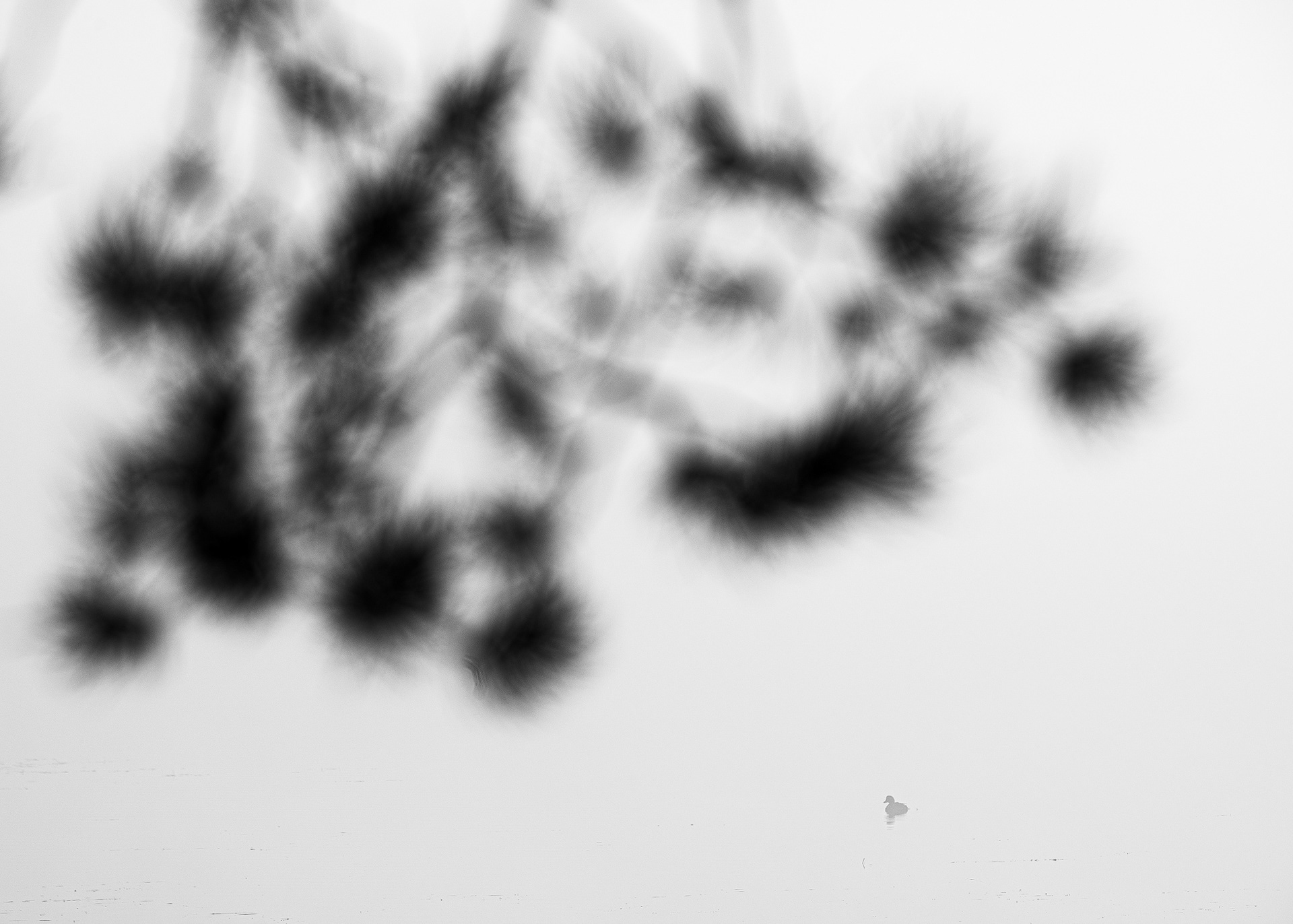 Minimalistische eend