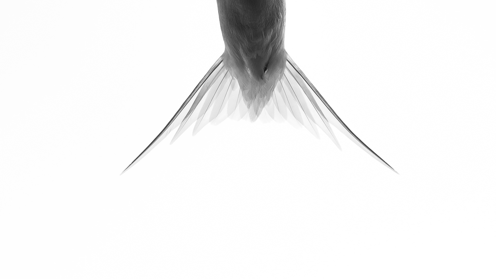 Visdief