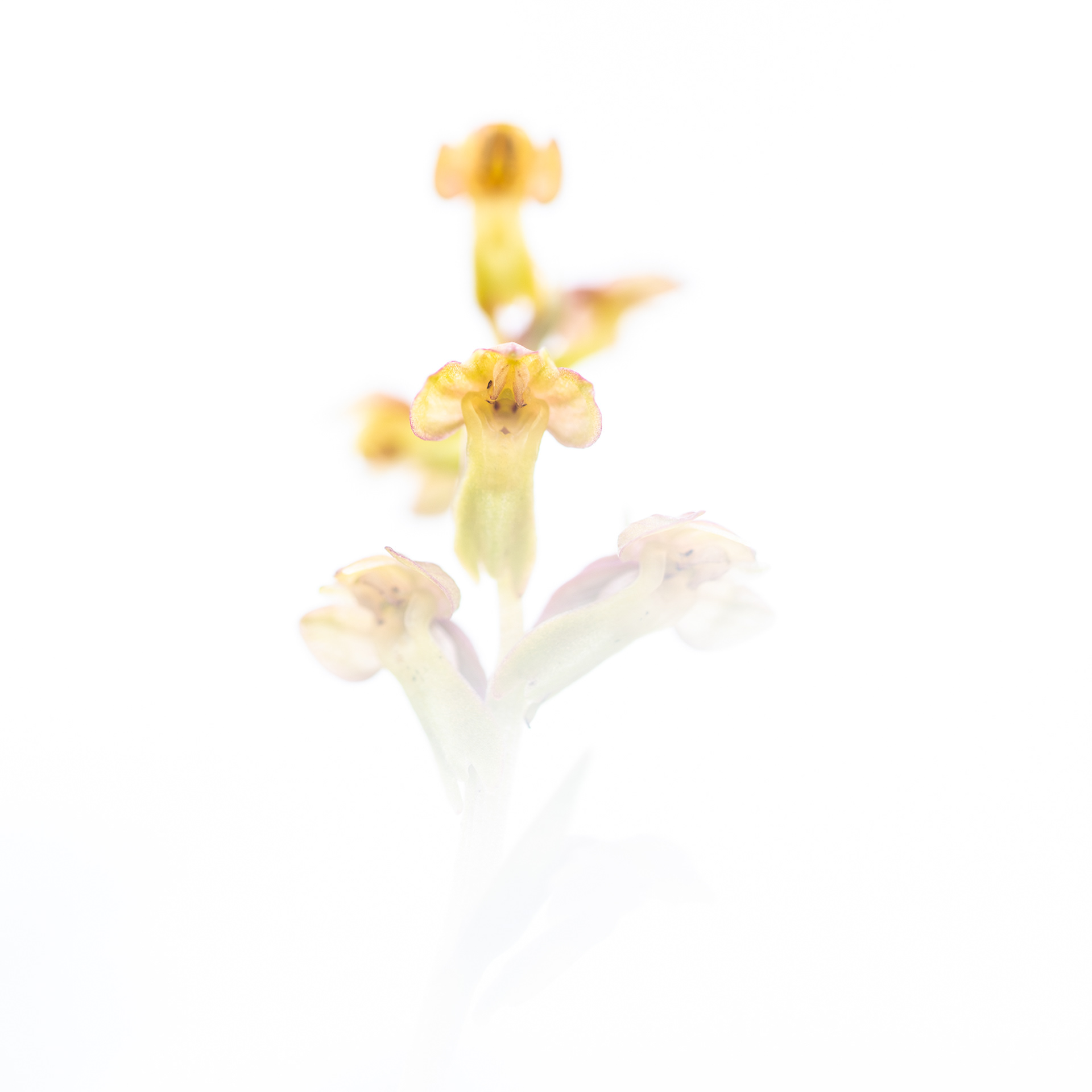 Groene nachtorchis