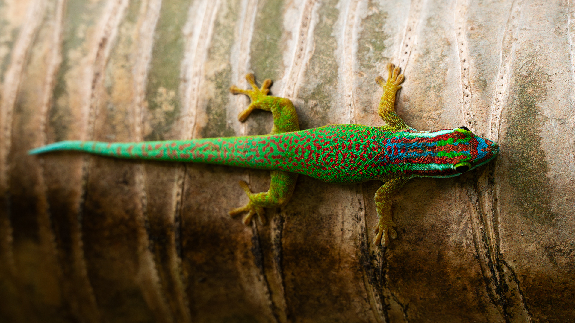 Phelsuma inexpectata (Manapany daggekko)