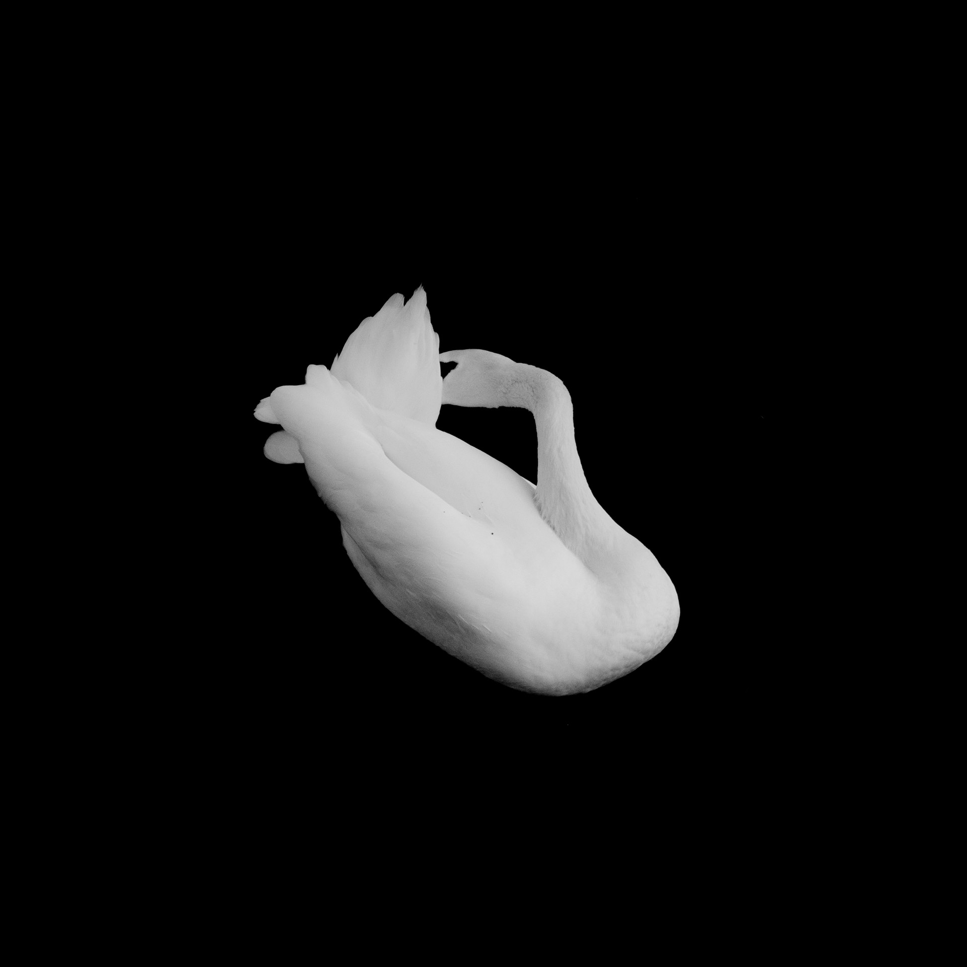 Aves Emotion d'ailes 2018 - Finalist zwart-wit categorie, Festival Nature Namur 2019 - Winner Bourse des jeunes