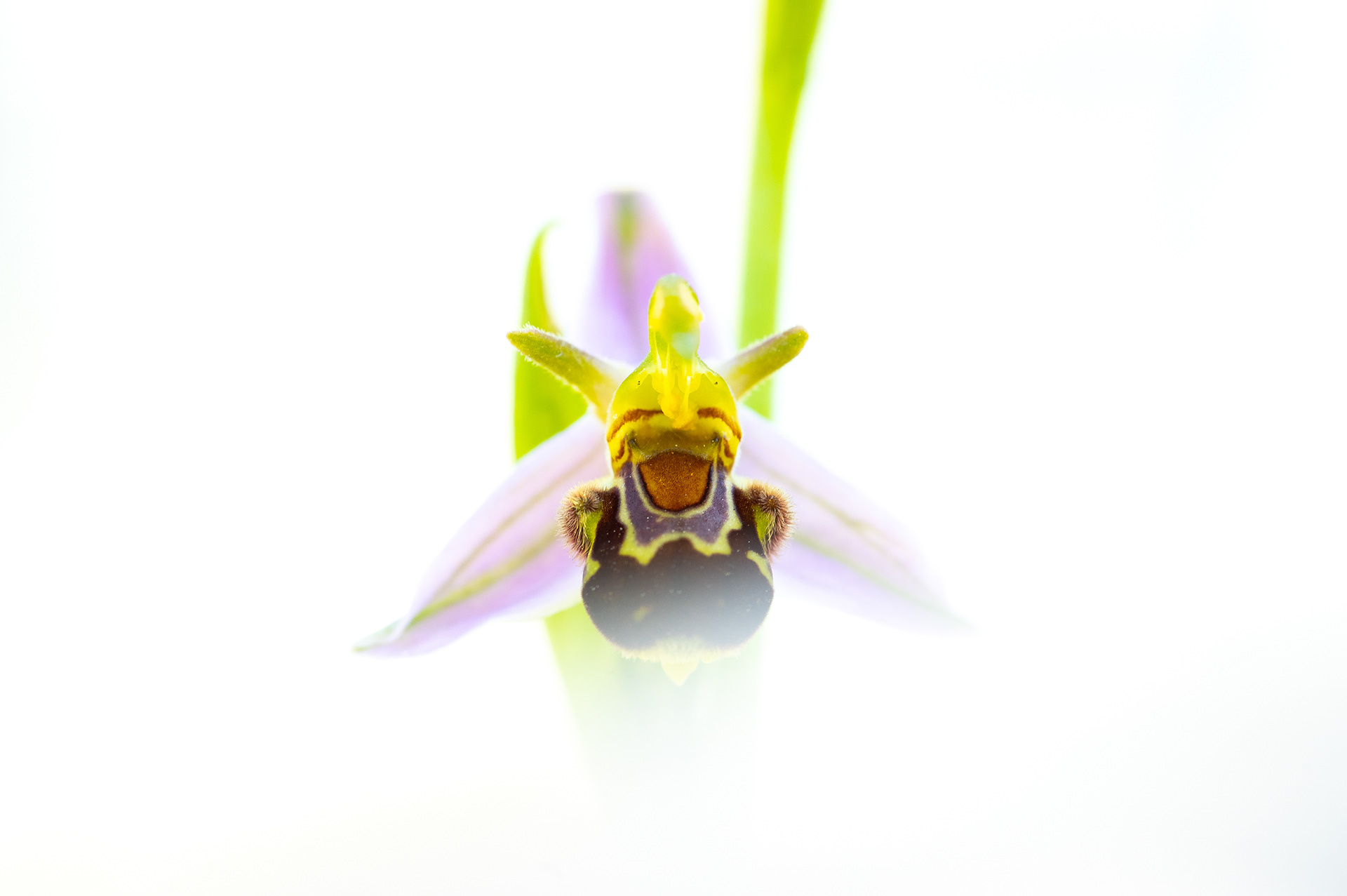 Bijenorchis