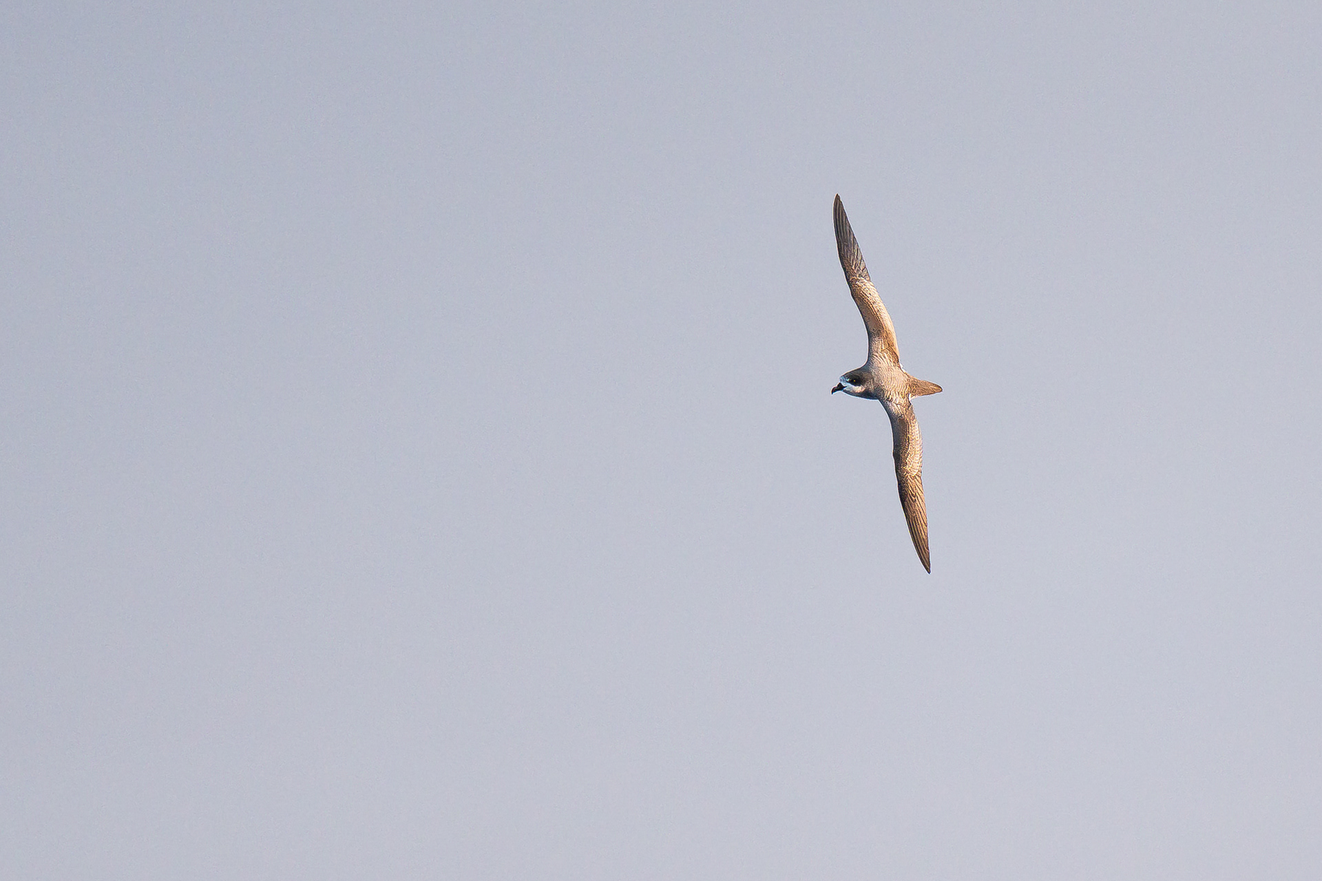 Barau's stromvogel