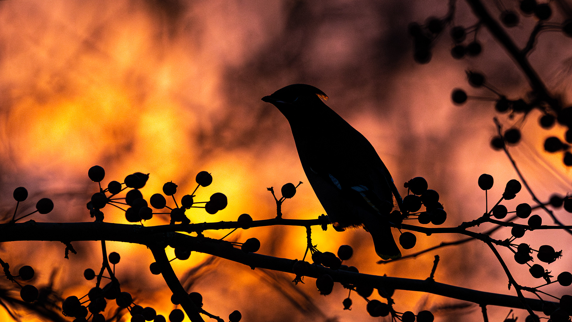 Pestvogel