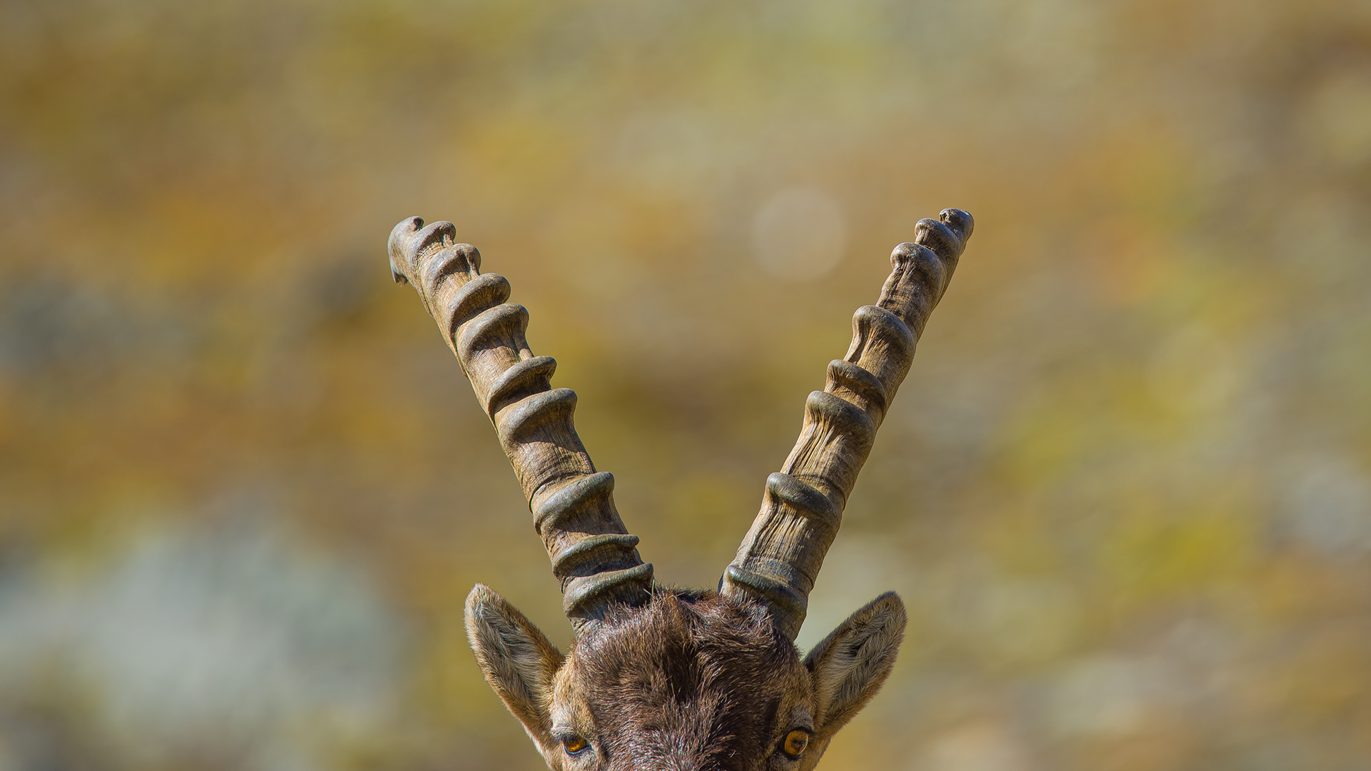 Steenbok