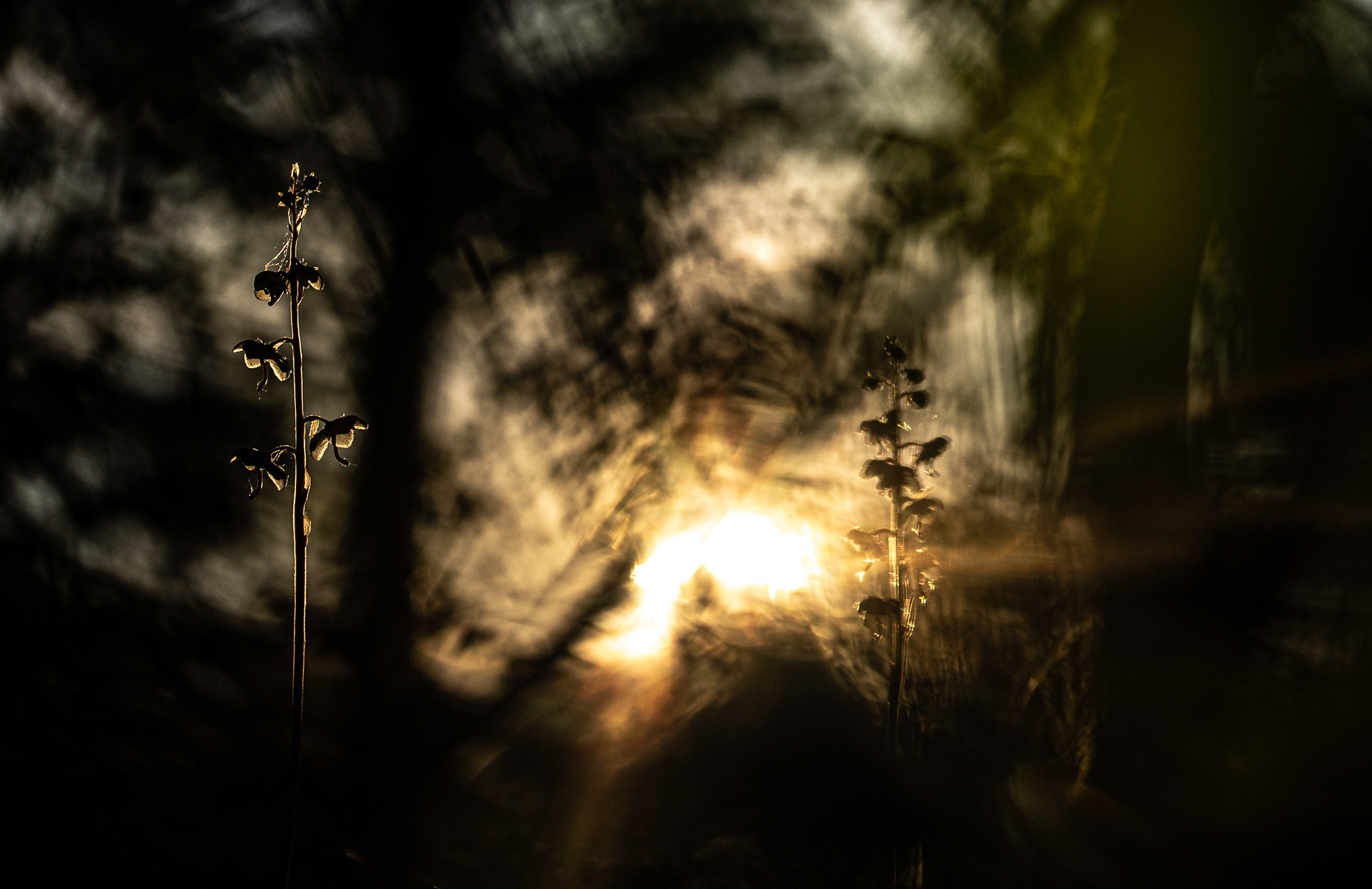 Wintergroen