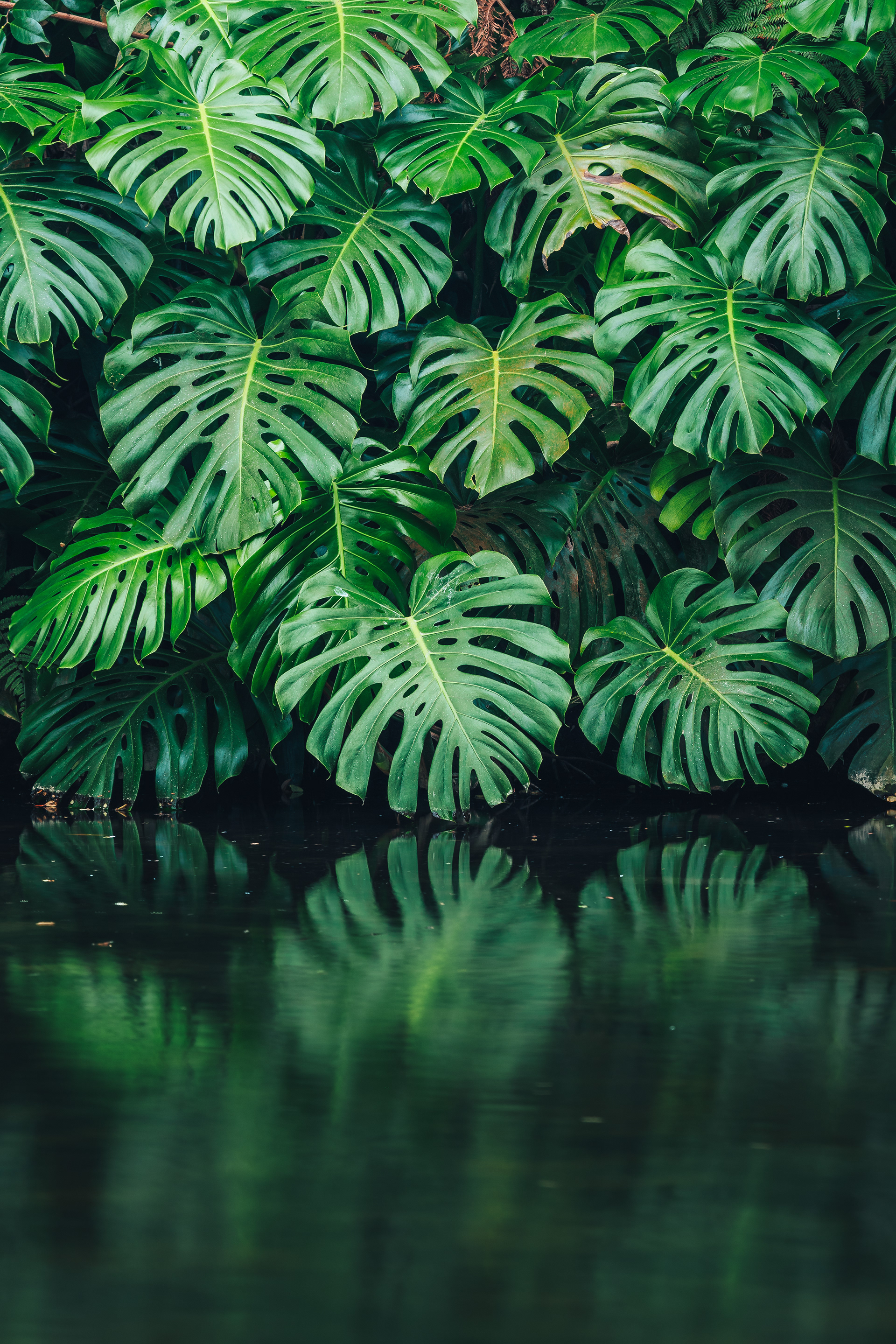 Parque Terra Nostra, PT