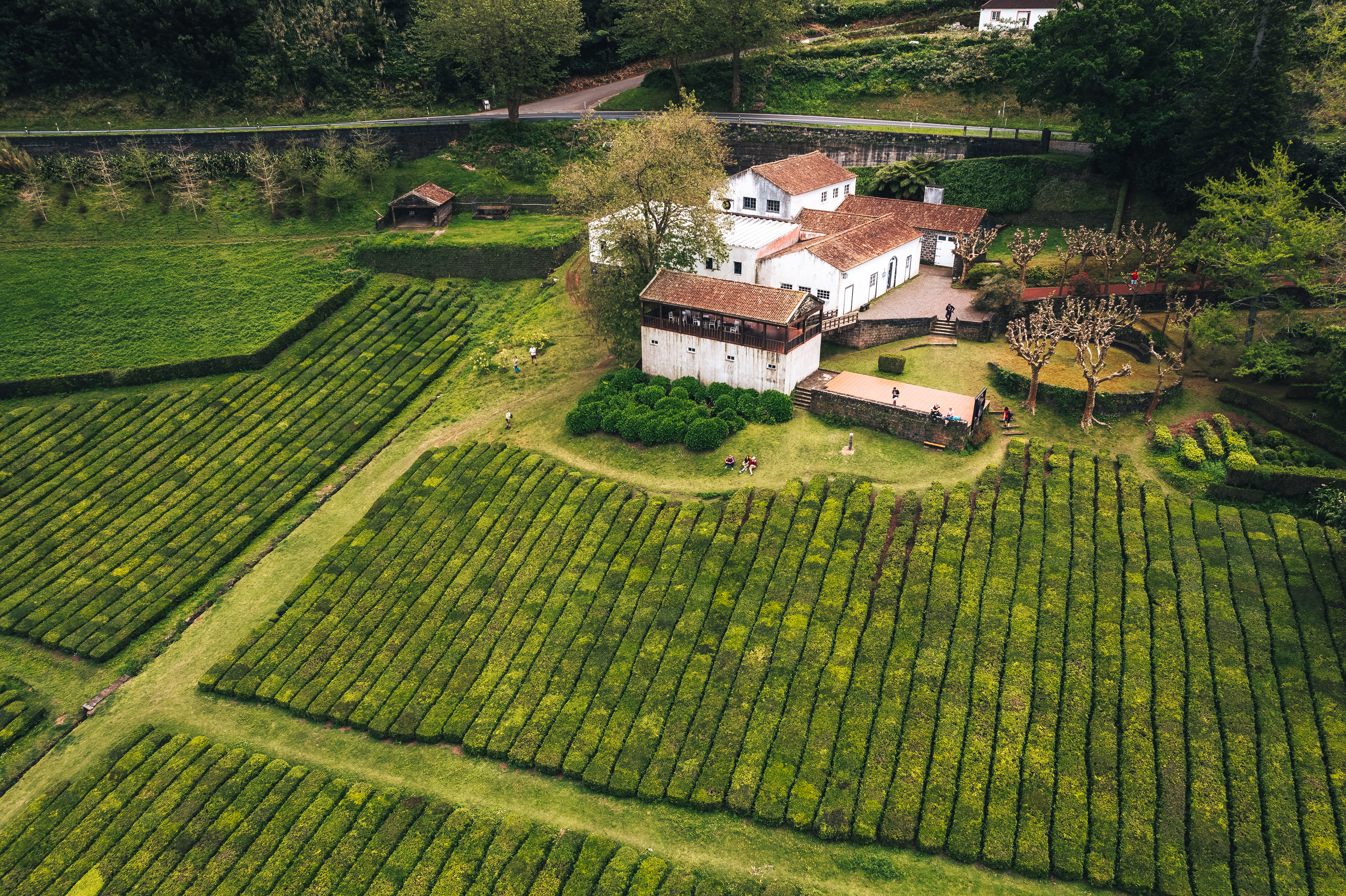 Chá Porto Formoso, PT