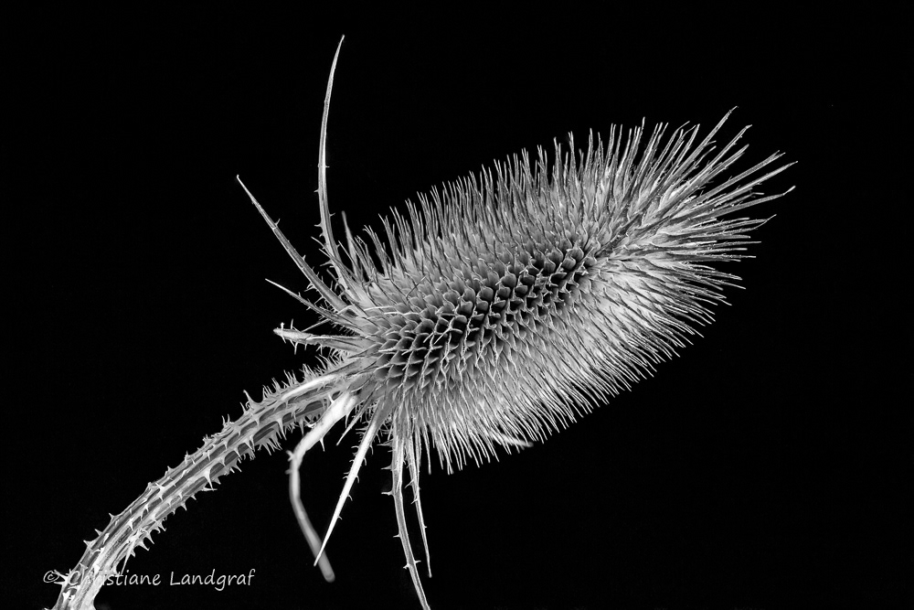 Wilde Karde (Distel)