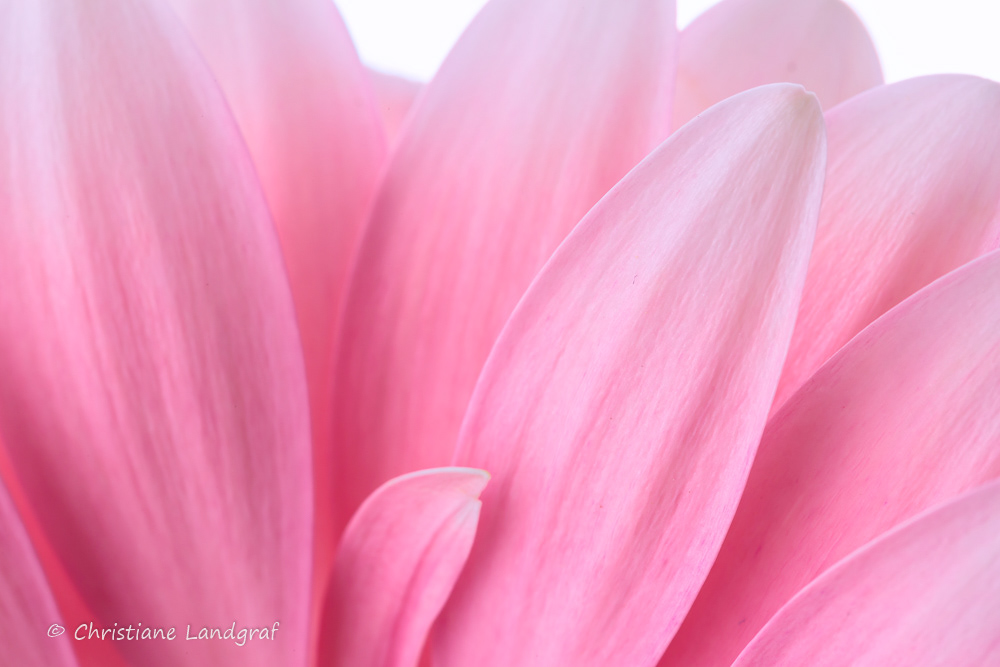 Gerbera