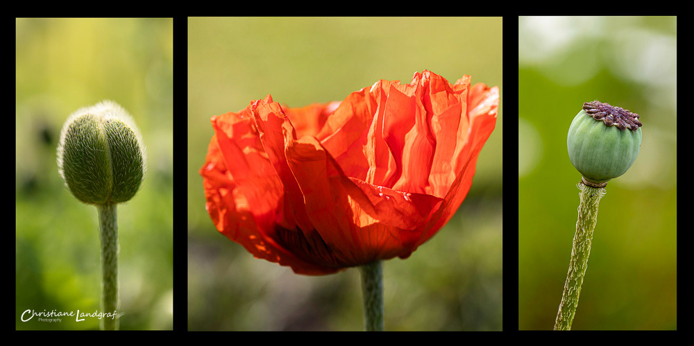 Mohnblume