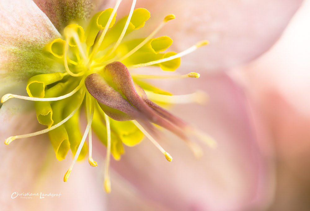 Christrose