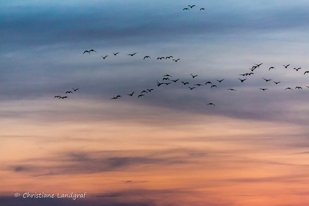 Kranichzug am Holzendorfer See
