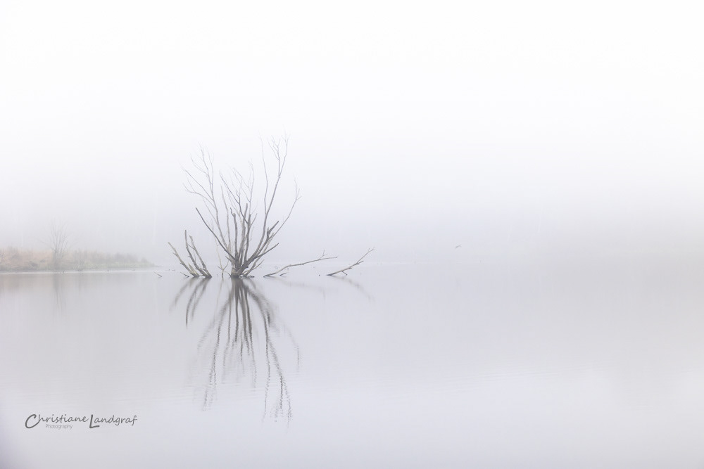 Toter Baum im Holzendorfer See