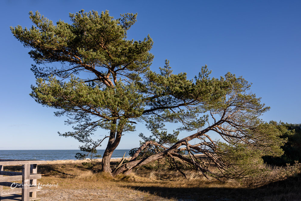 Windflüchter bei Prerow