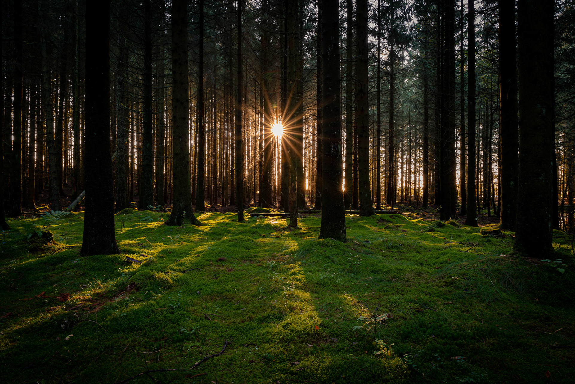 Sun flare - Njåskogen