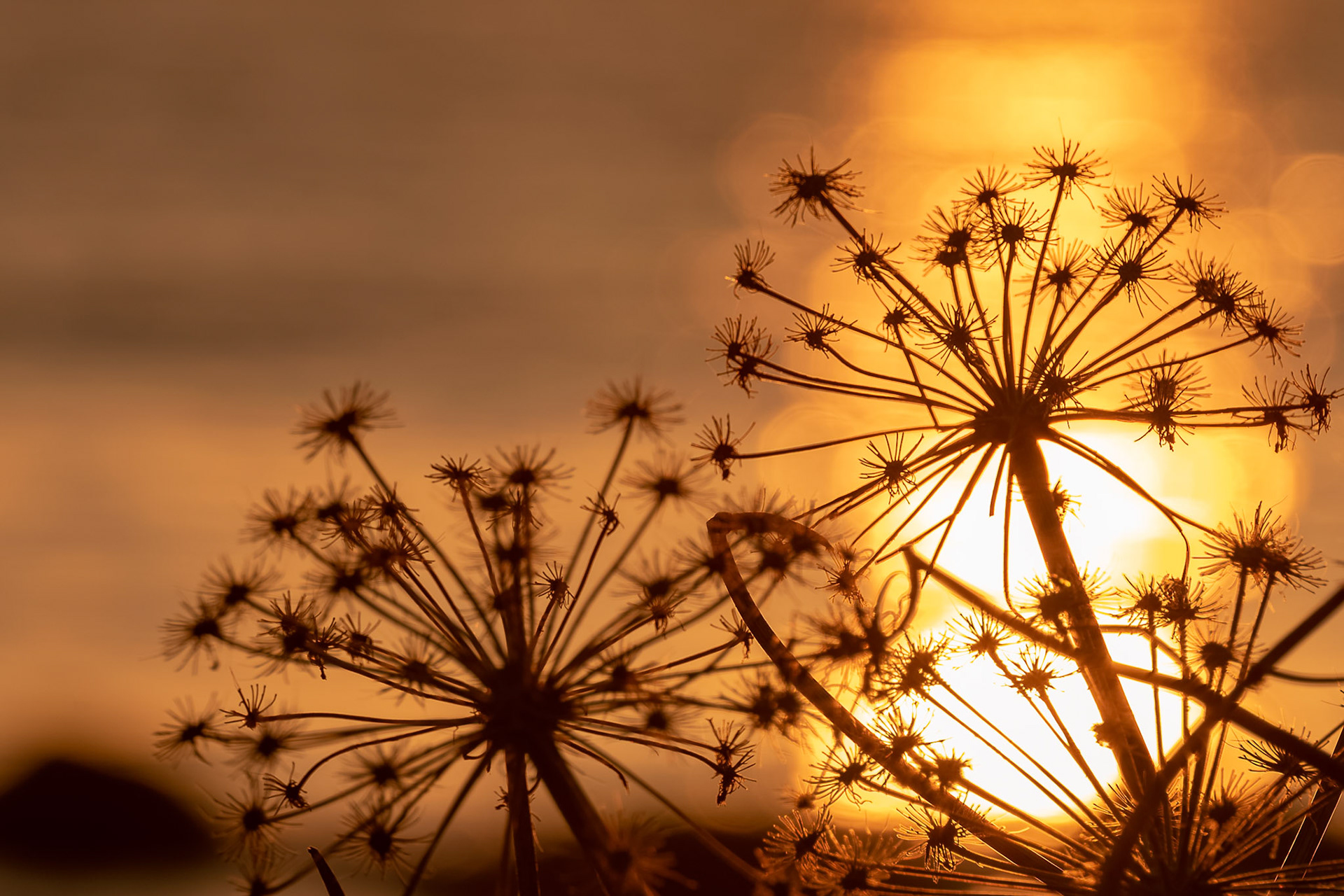 Flower and sunset, photo taken at the west coast, Stavanger Norway