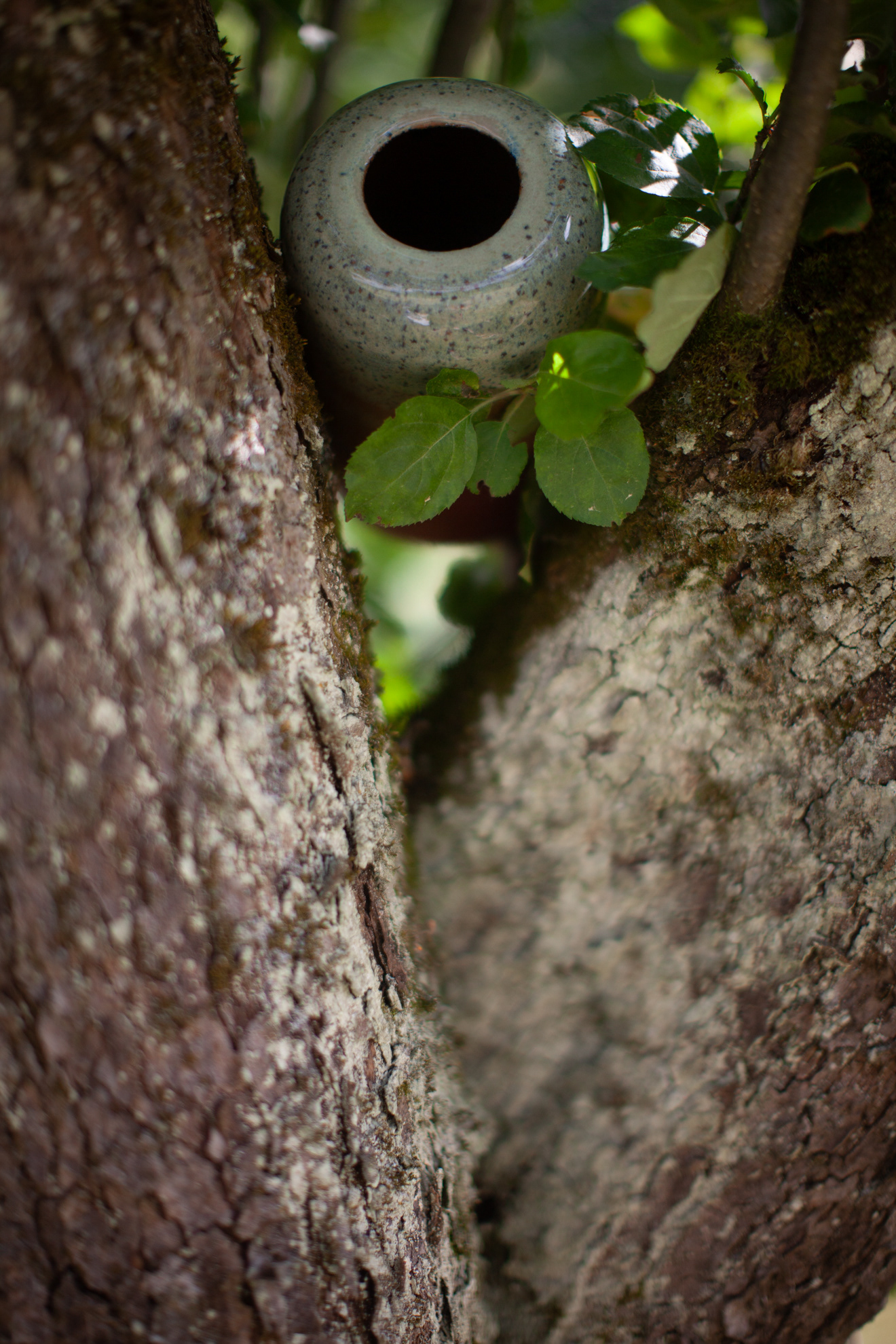 THE EARTH