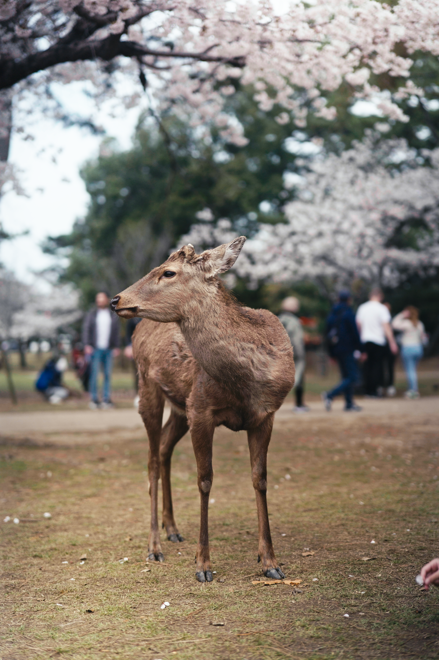 Nara, Japan