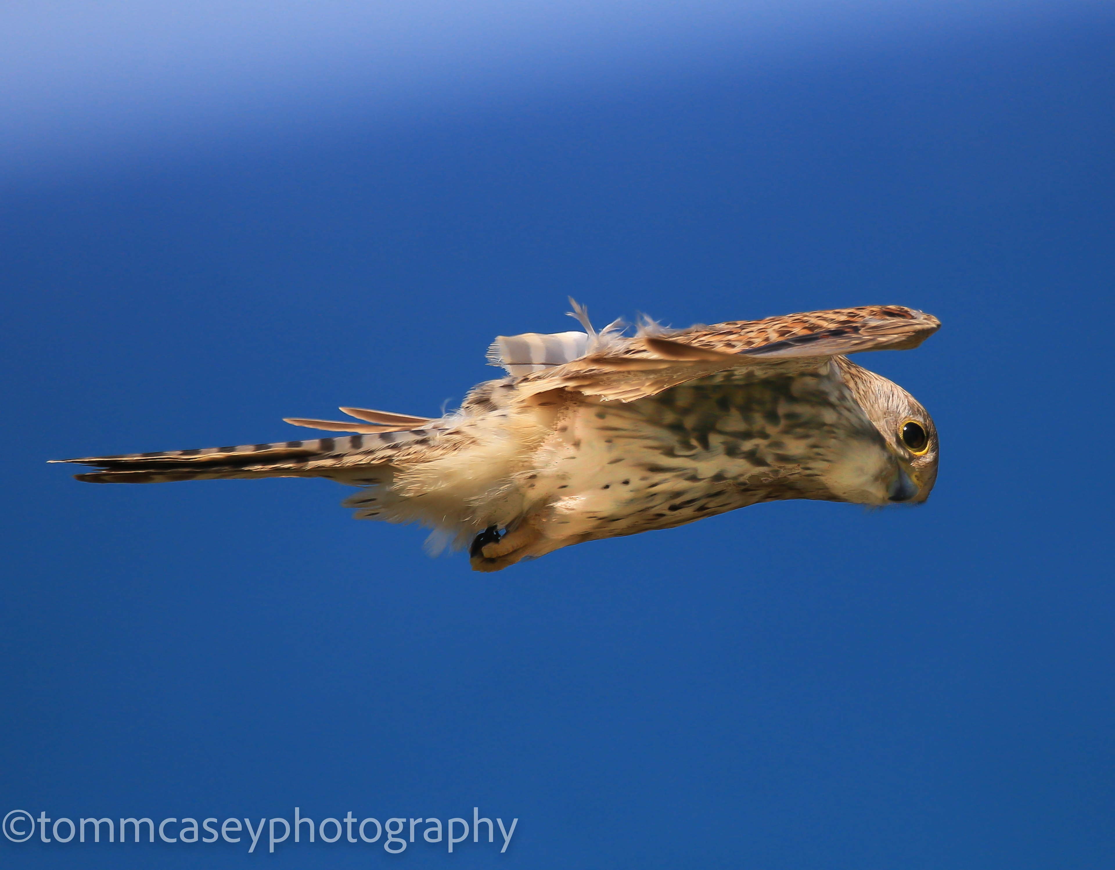 Kestrel