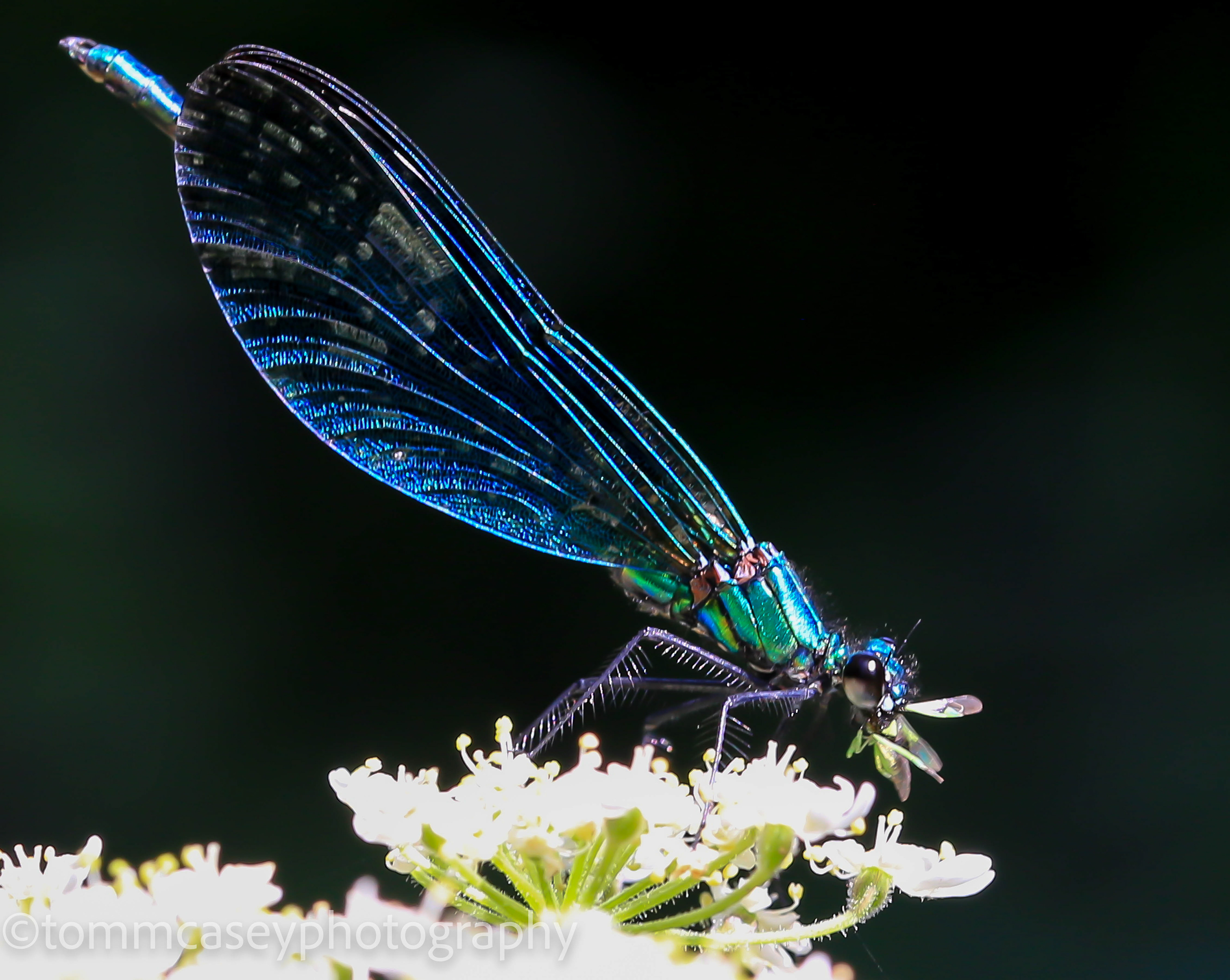 Demoiselle eating its catch