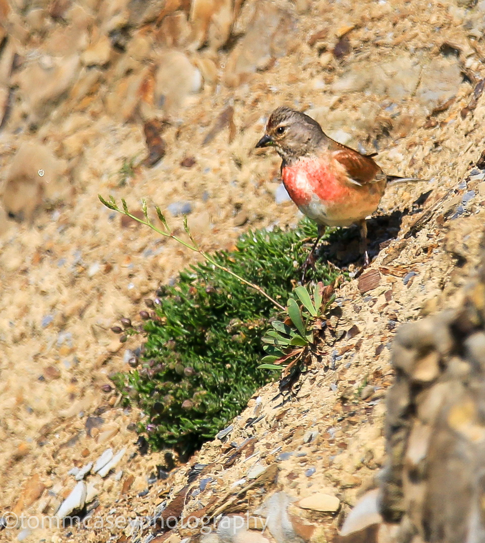 linnet on cliff face