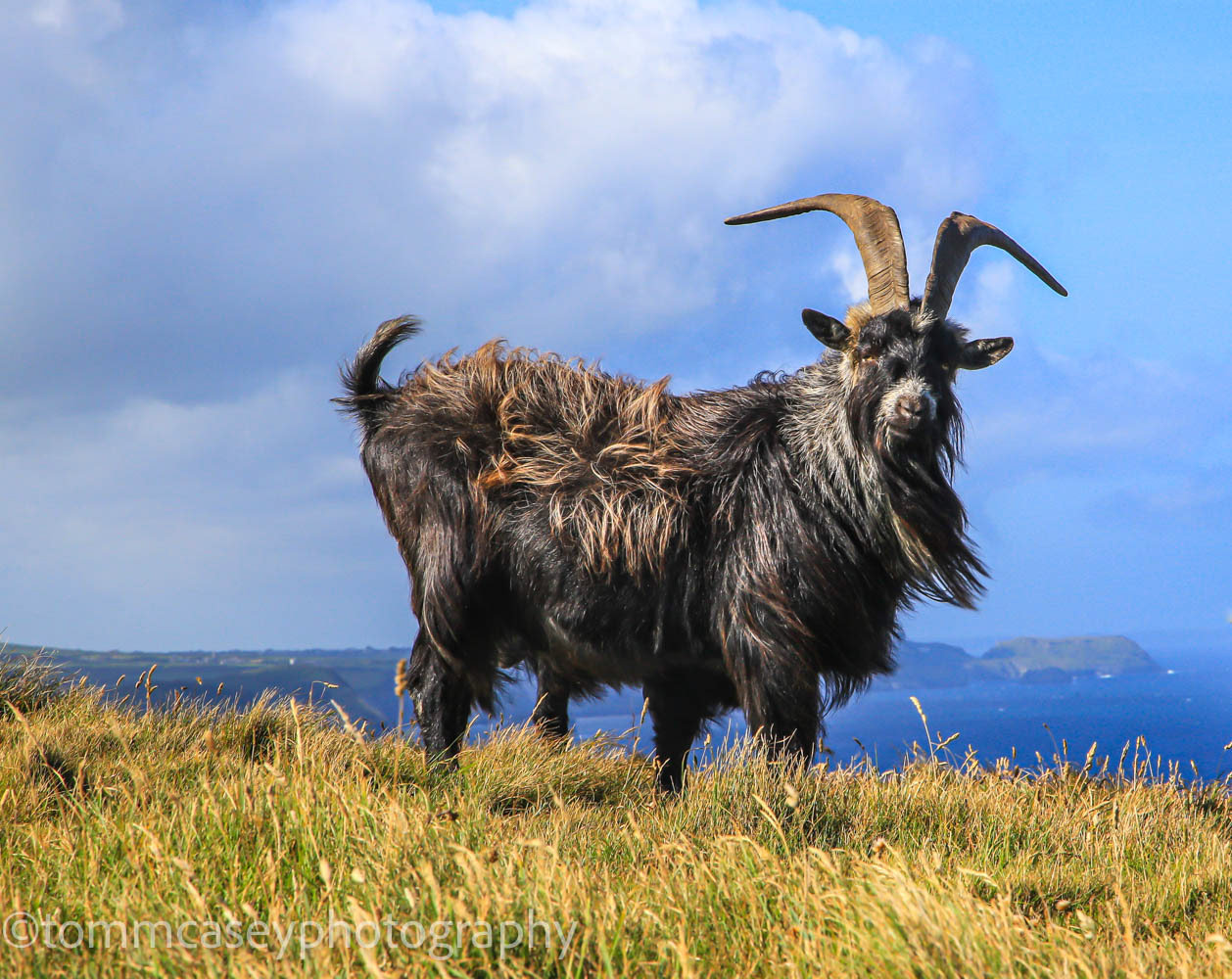 Goat overlooking  Strangles beach.