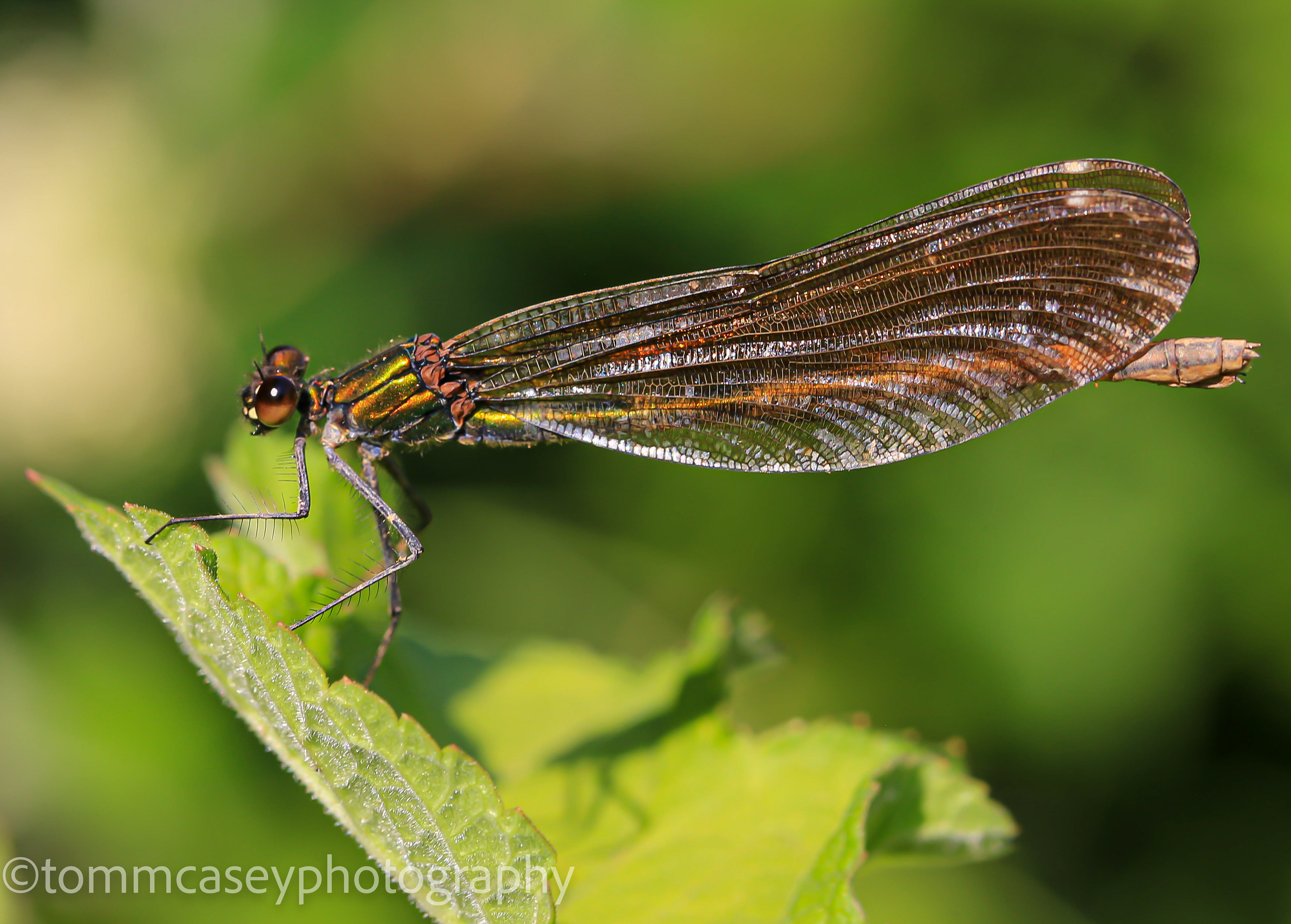 damselfly