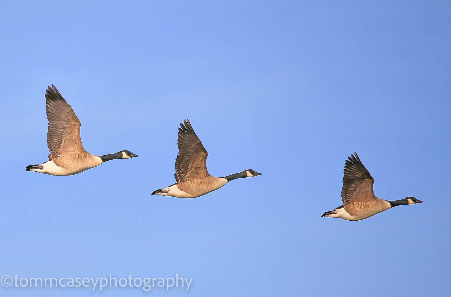 canada geese