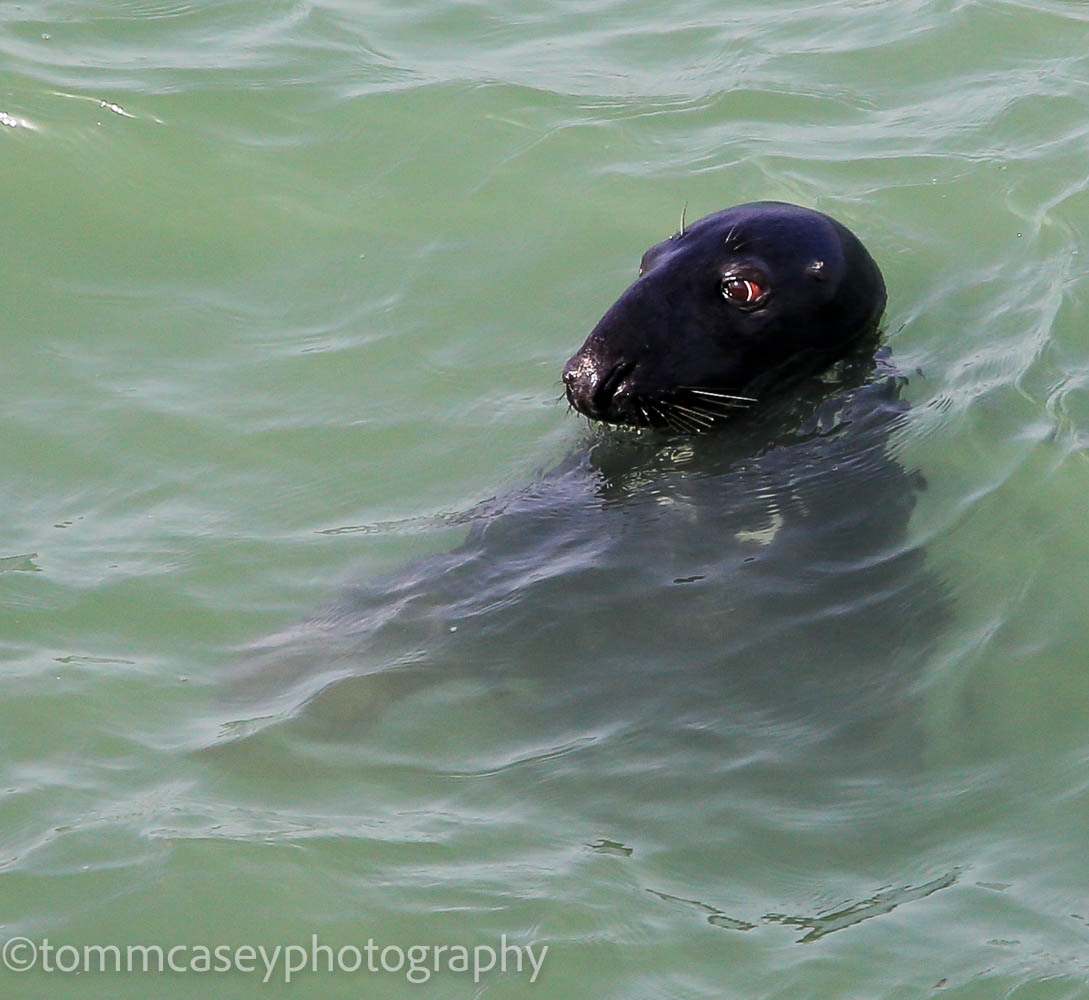 Seal at Port Gaverne.