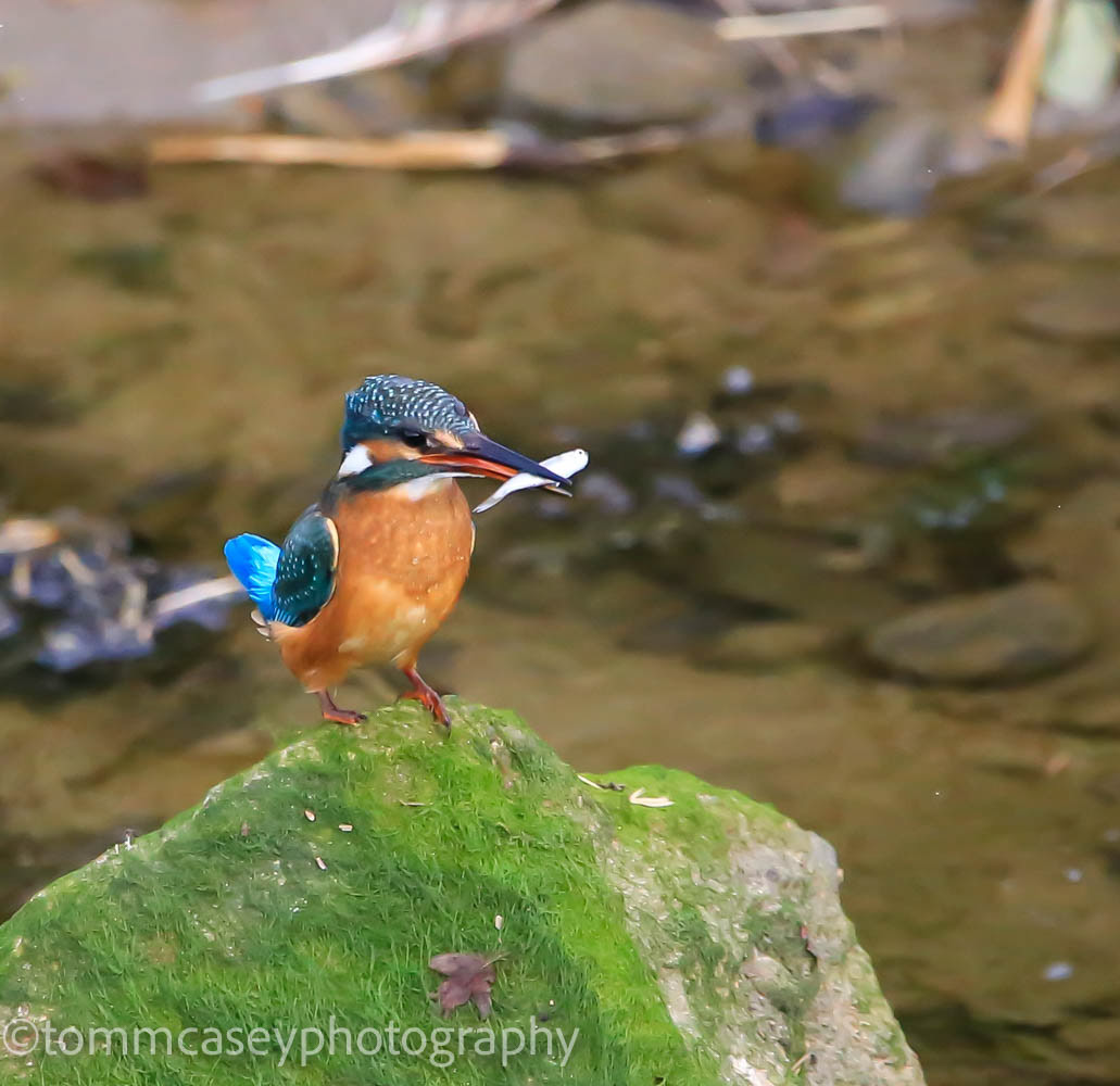 kingfisher