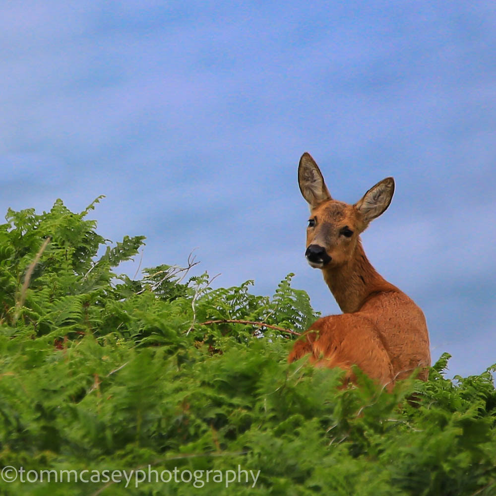 Roe deer on cliffs at crackington.