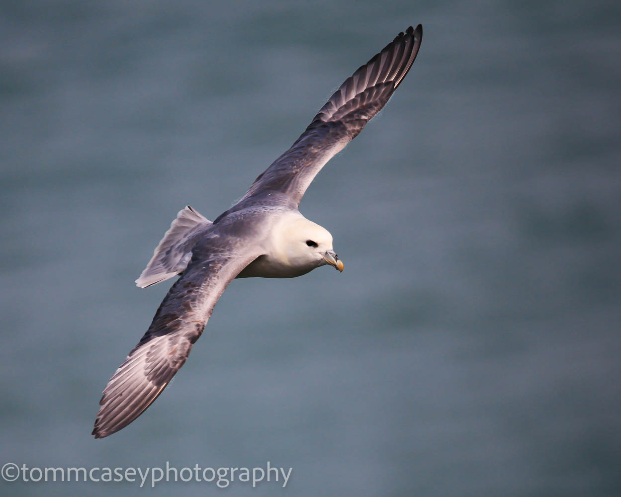 fulmar