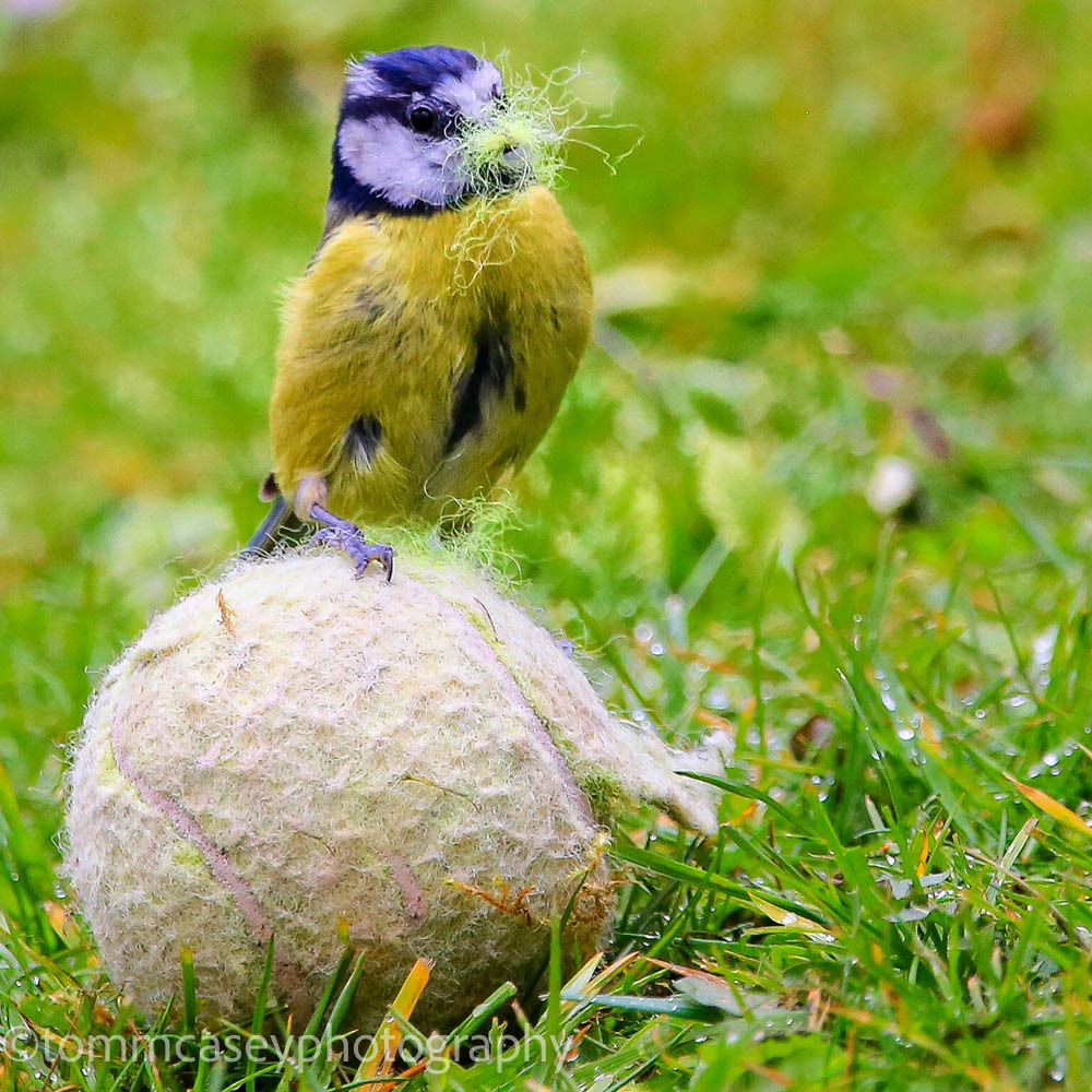 Blue Tit gathering nest Material