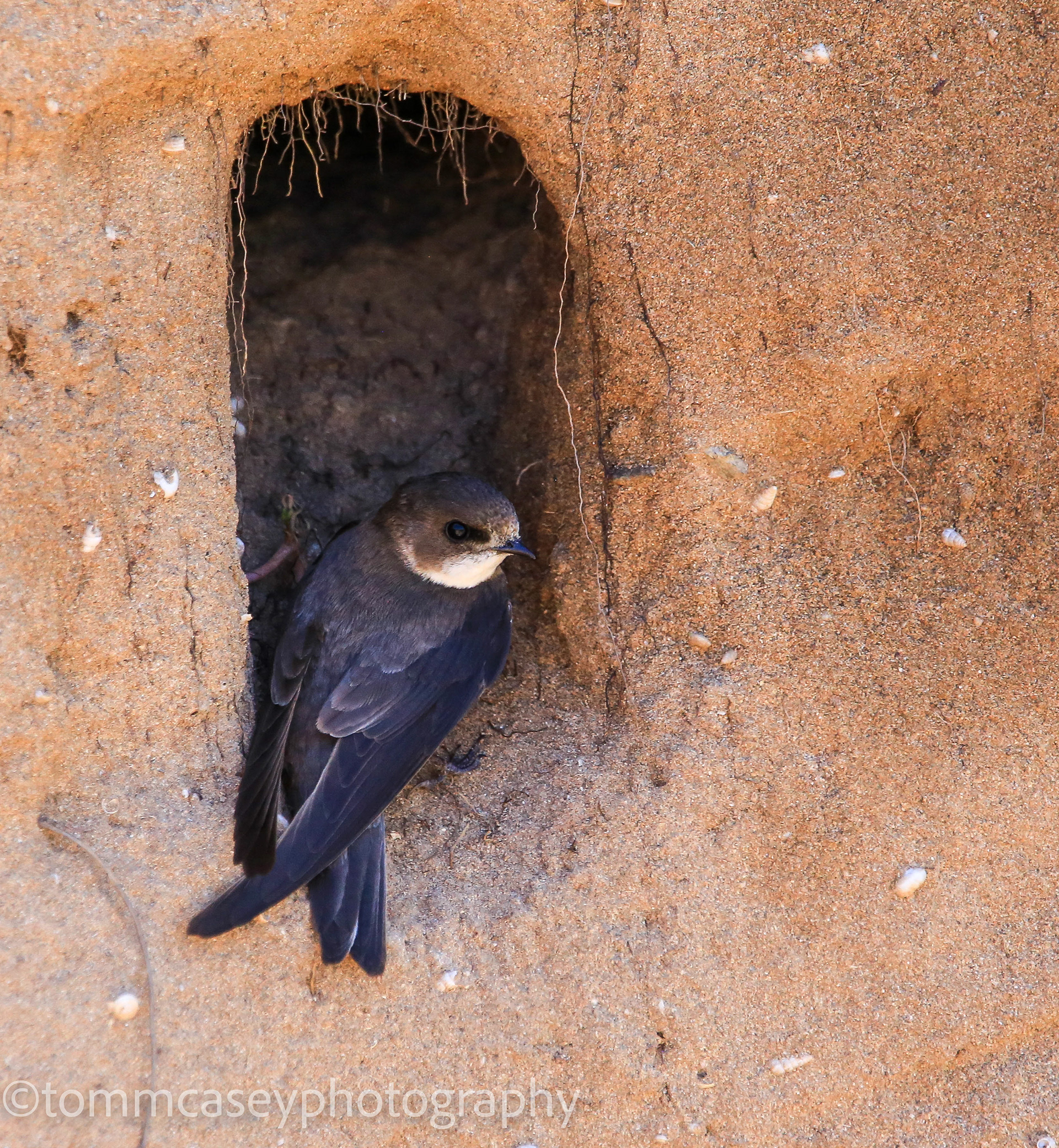 Sand Martin