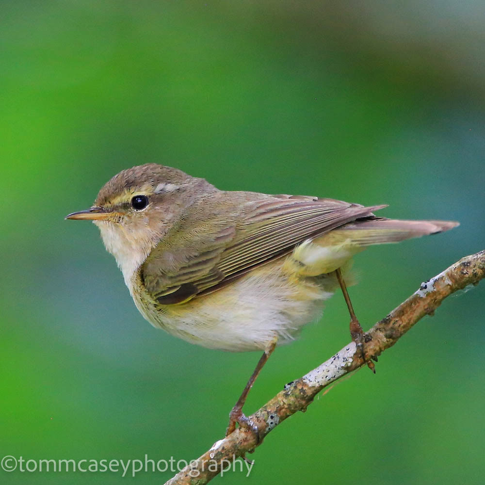 Chiff Chaff