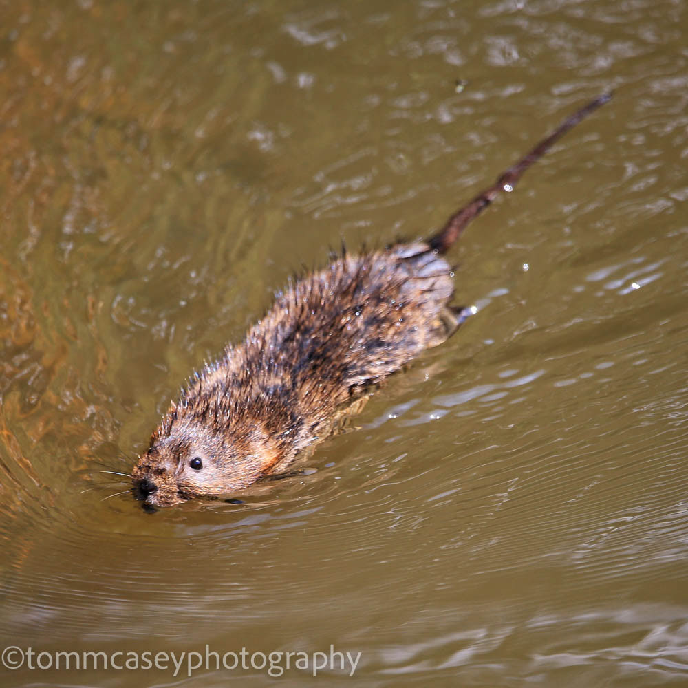watervole