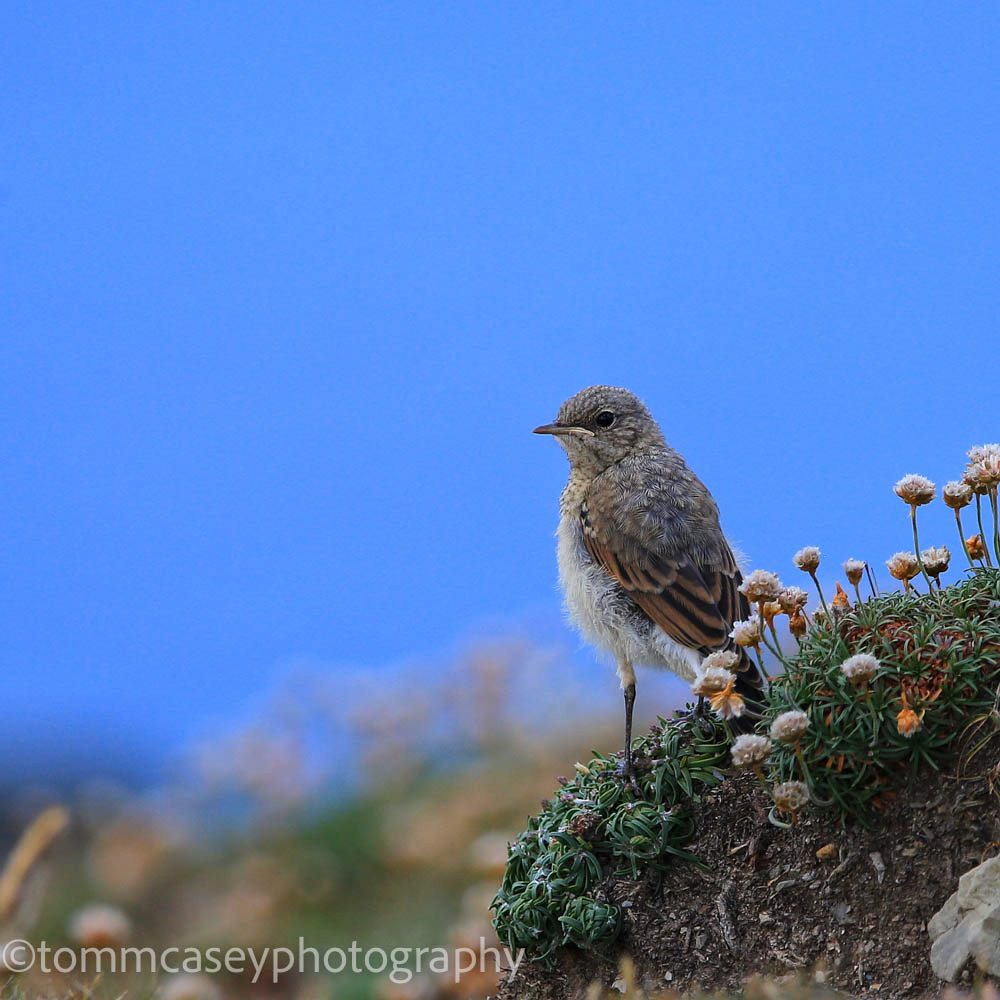 Wheatear