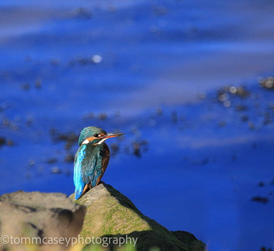 Kingfisher