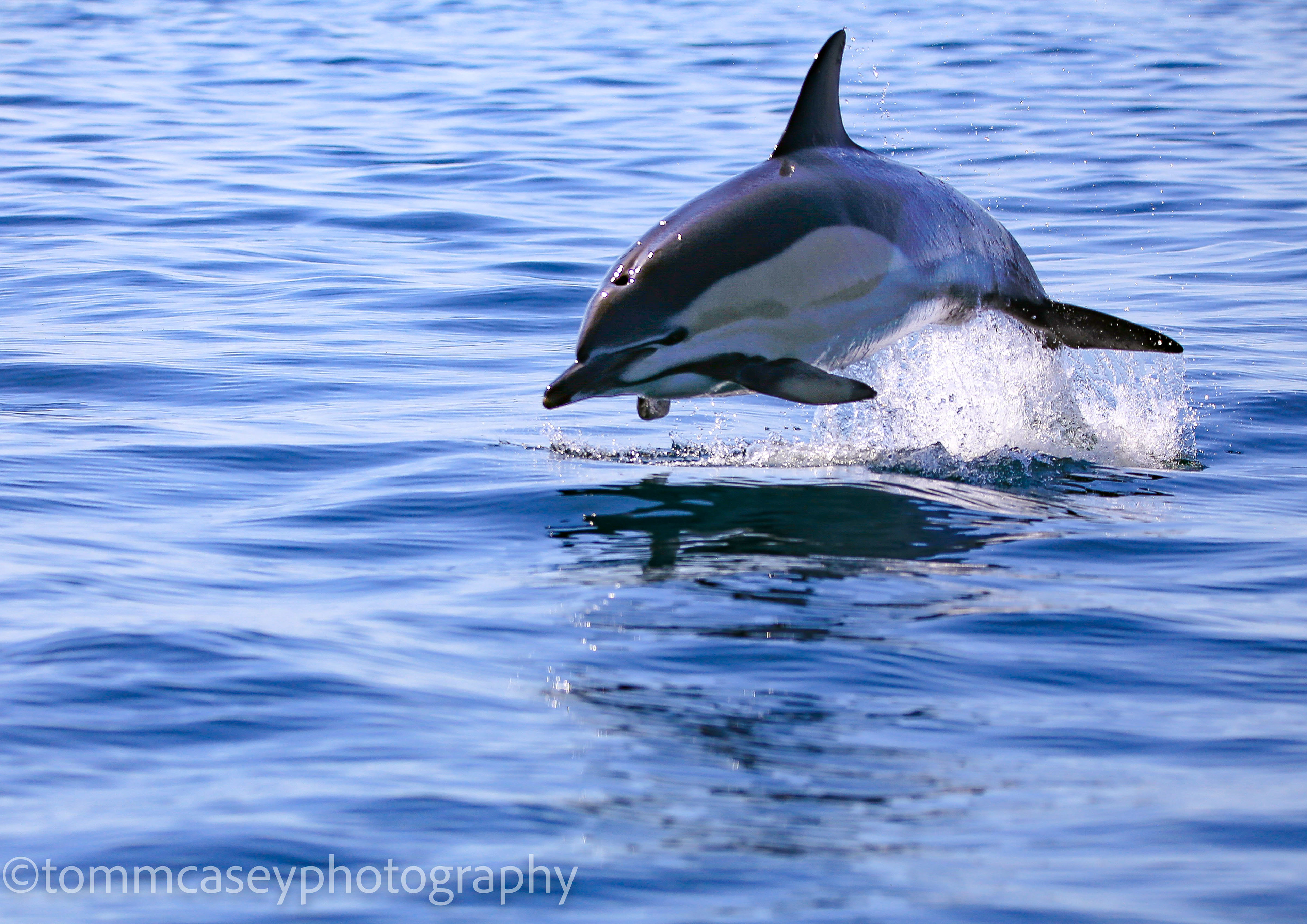 Dolphin near Padstow
