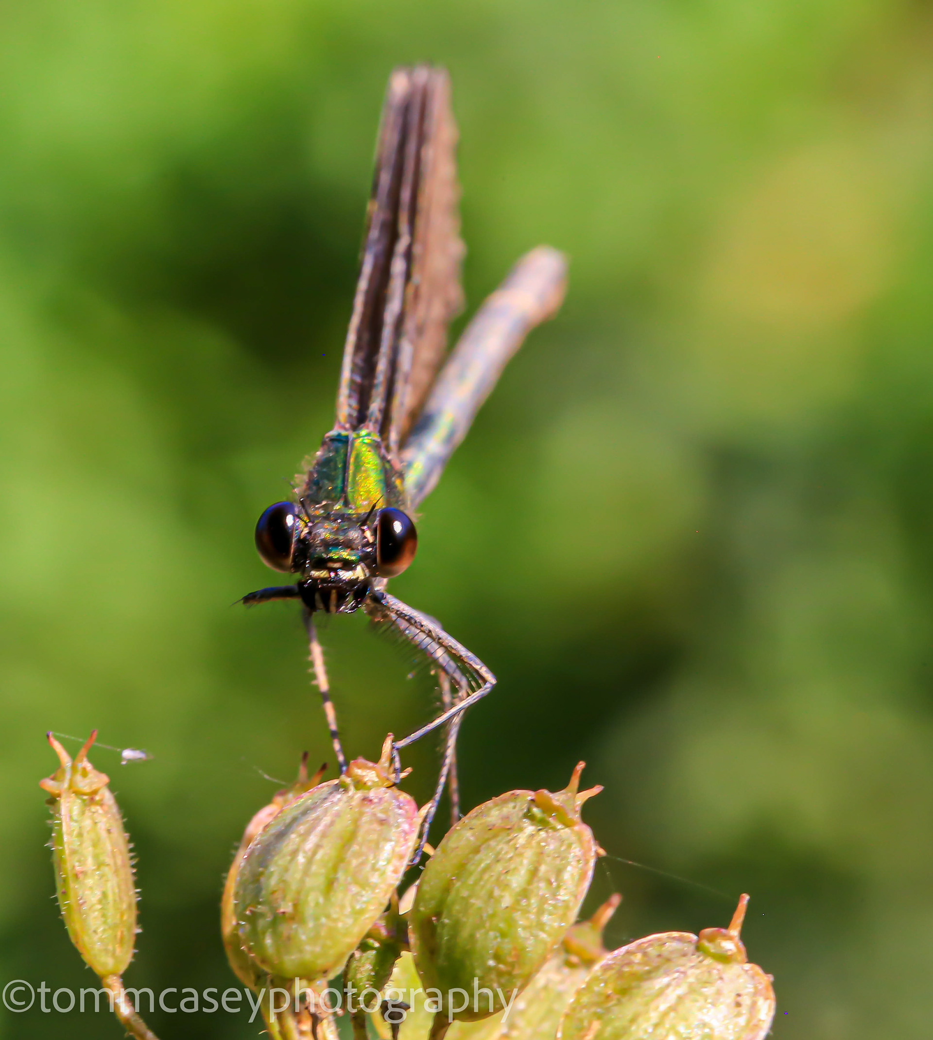 Demoiselle damselfly