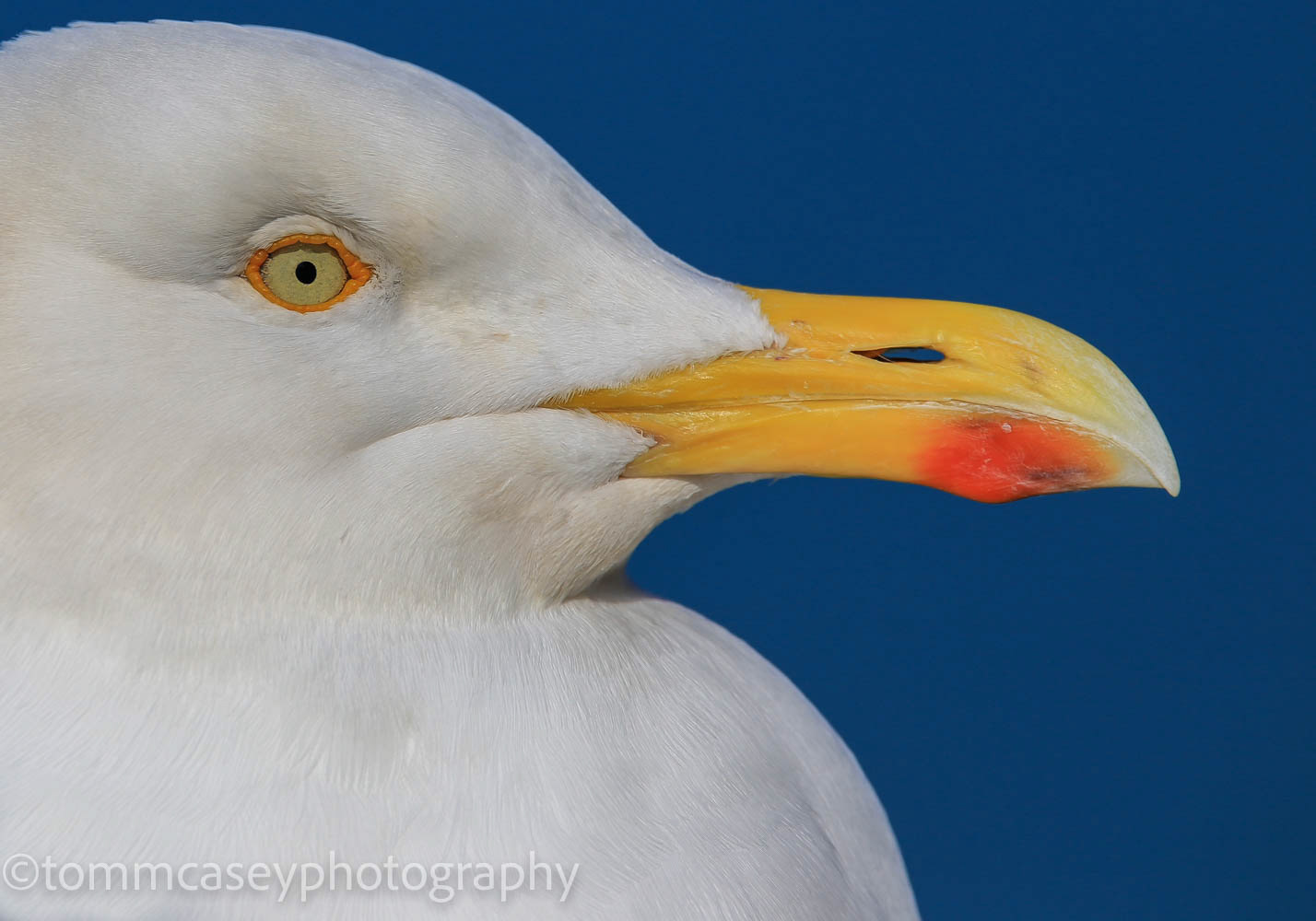 Herring gull