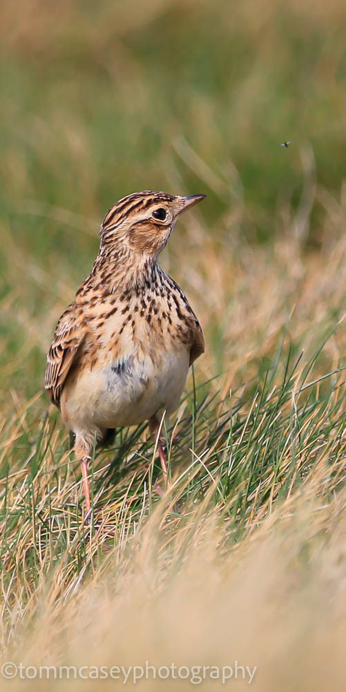 Skylark