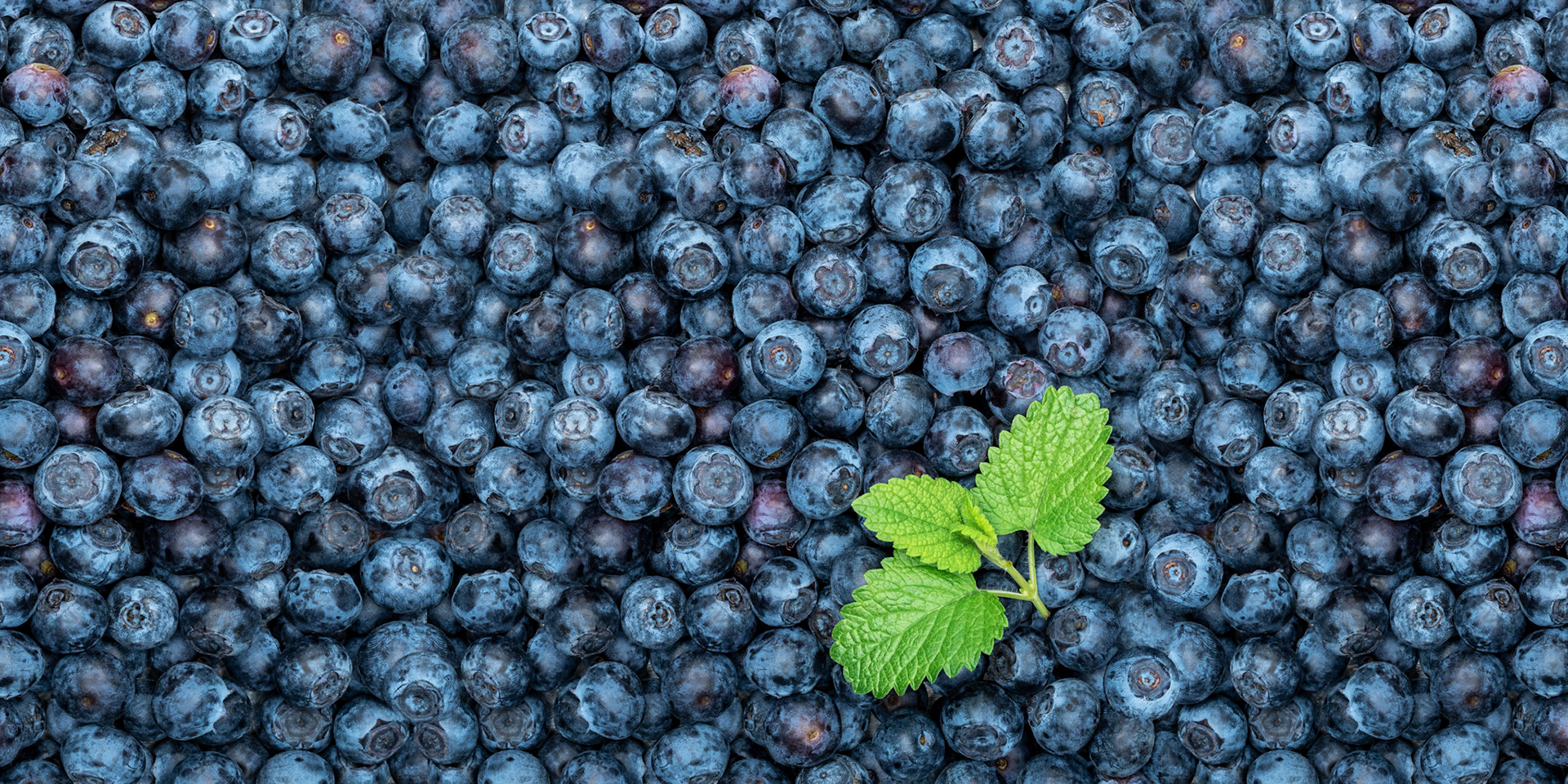 Pohľad zhora na čučoriedky s lístkami mäty. Autor Jana Kollarova.