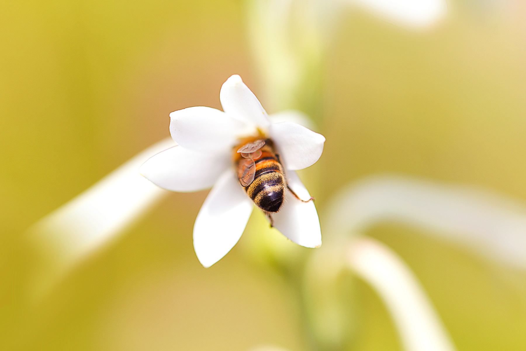 Bee-hind