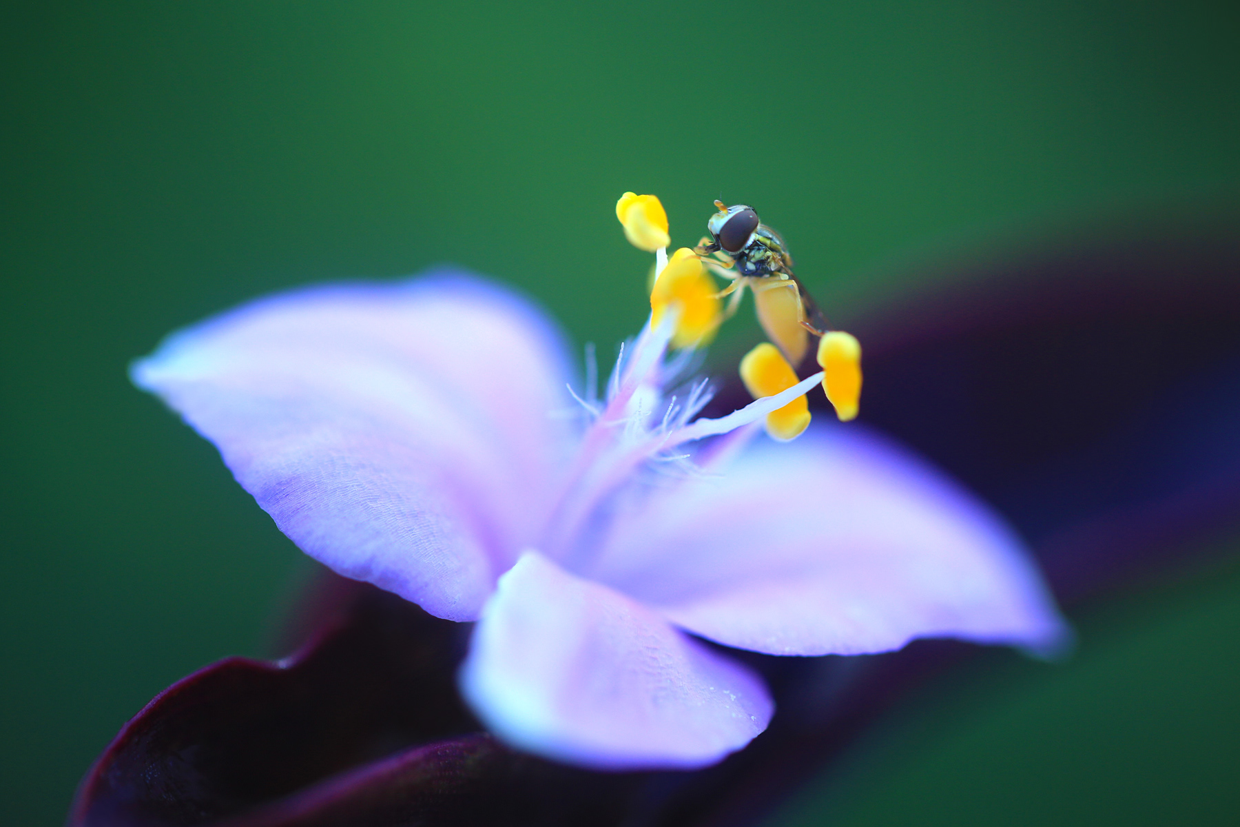 Lost in Purple