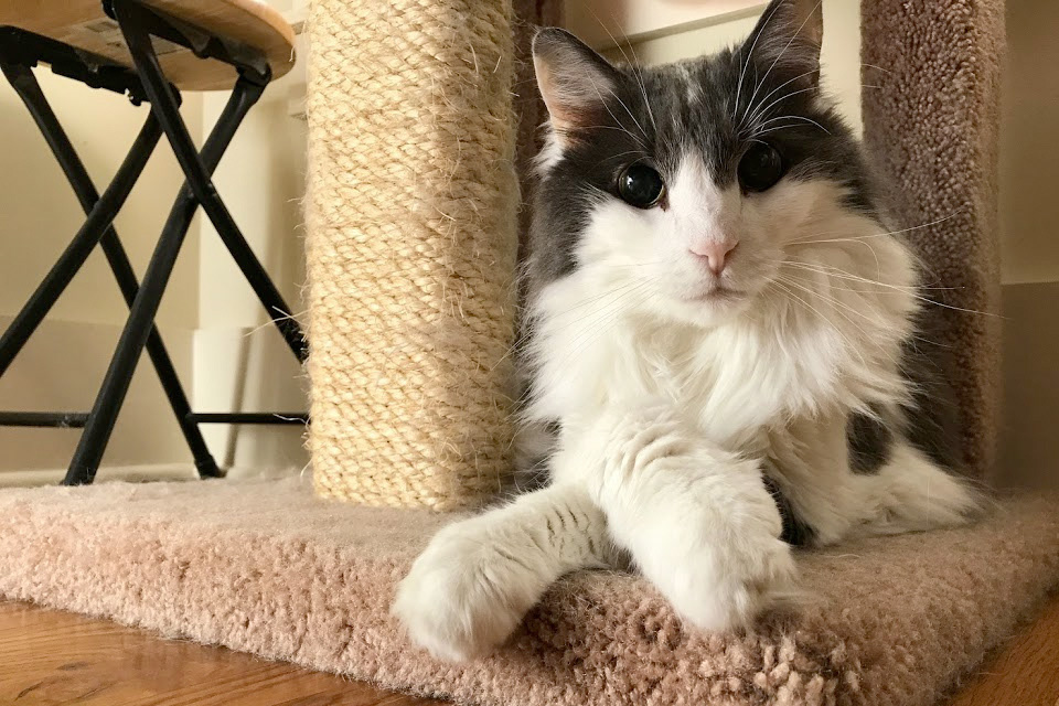 Martini, our sweet, 18 year old majestic kitty!
