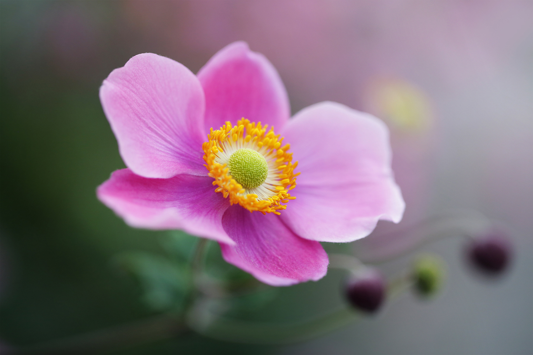Gentility