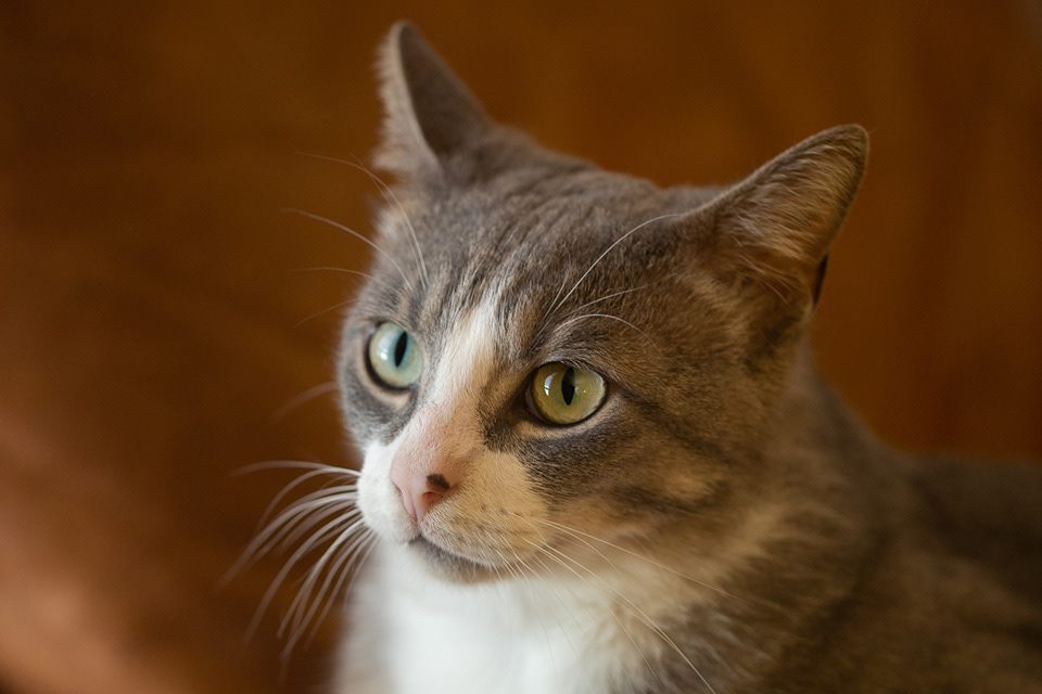 D'Artagnan, our 3 year old kitty-muskeeter!